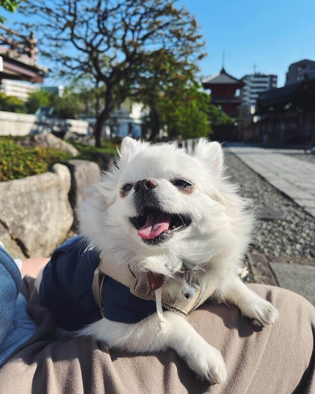 NARA and ABBYさんのインスタグラム写真 - (NARA and ABBYInstagram)「ポカポカ陽気でお散歩日和。 家の近所をお散歩🐾  藤、牡丹、パンジー、 いろんな花が咲いててキレイ🥰🌸」4月9日 17時54分 - sachi0711