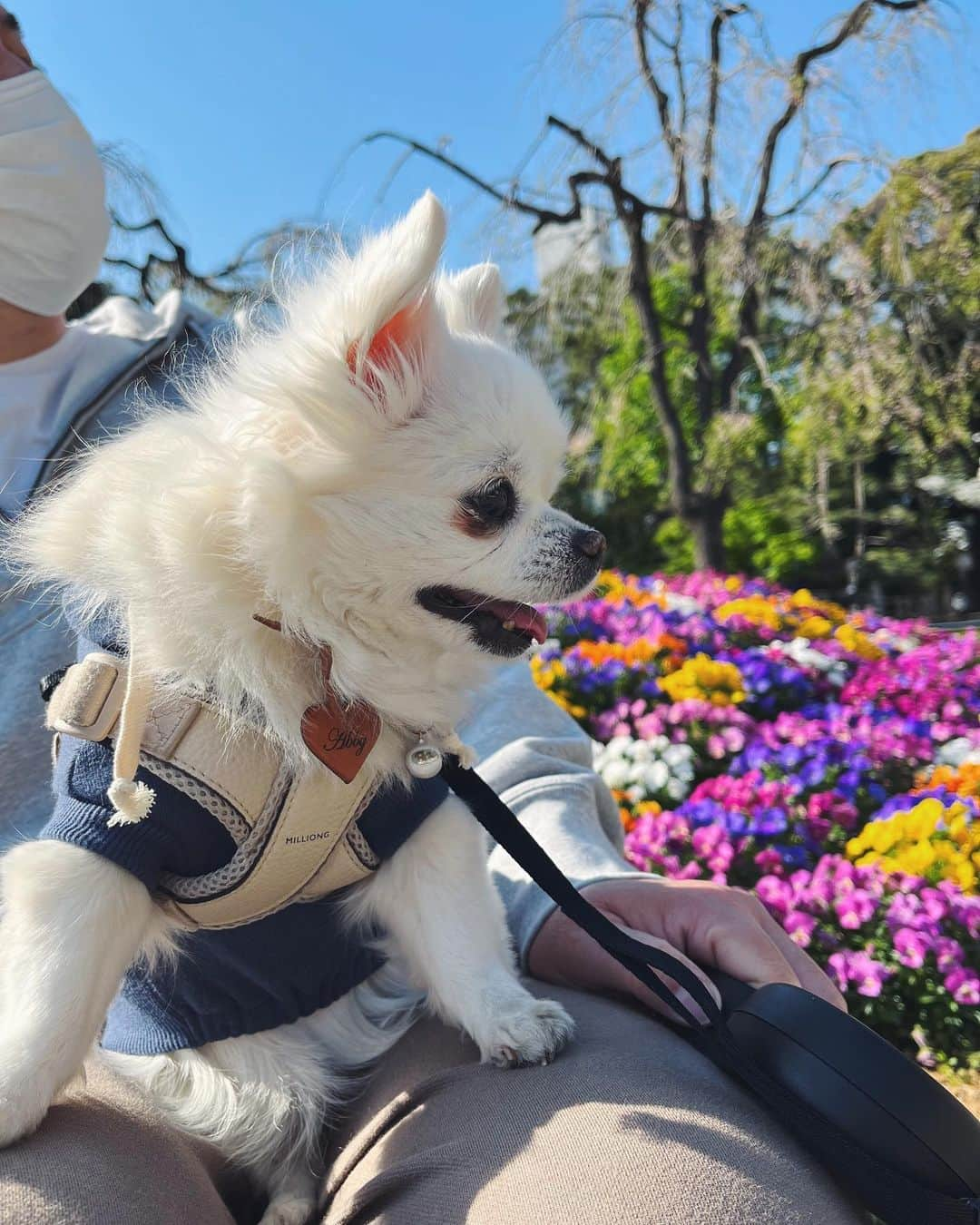 NARA and ABBYさんのインスタグラム写真 - (NARA and ABBYInstagram)「ポカポカ陽気でお散歩日和。 家の近所をお散歩🐾  藤、牡丹、パンジー、 いろんな花が咲いててキレイ🥰🌸」4月9日 17時54分 - sachi0711