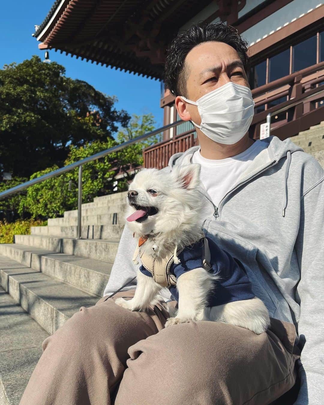 NARA and ABBYさんのインスタグラム写真 - (NARA and ABBYInstagram)「ポカポカ陽気でお散歩日和。 家の近所をお散歩🐾  藤、牡丹、パンジー、 いろんな花が咲いててキレイ🥰🌸」4月9日 17時54分 - sachi0711