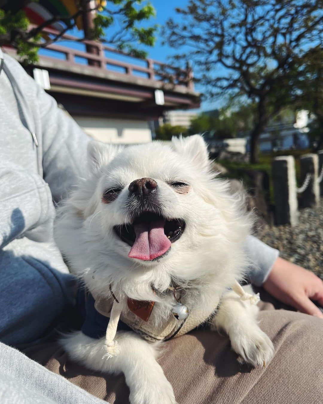 NARA and ABBYのインスタグラム：「ポカポカ陽気でお散歩日和。 家の近所をお散歩🐾  藤、牡丹、パンジー、 いろんな花が咲いててキレイ🥰🌸」