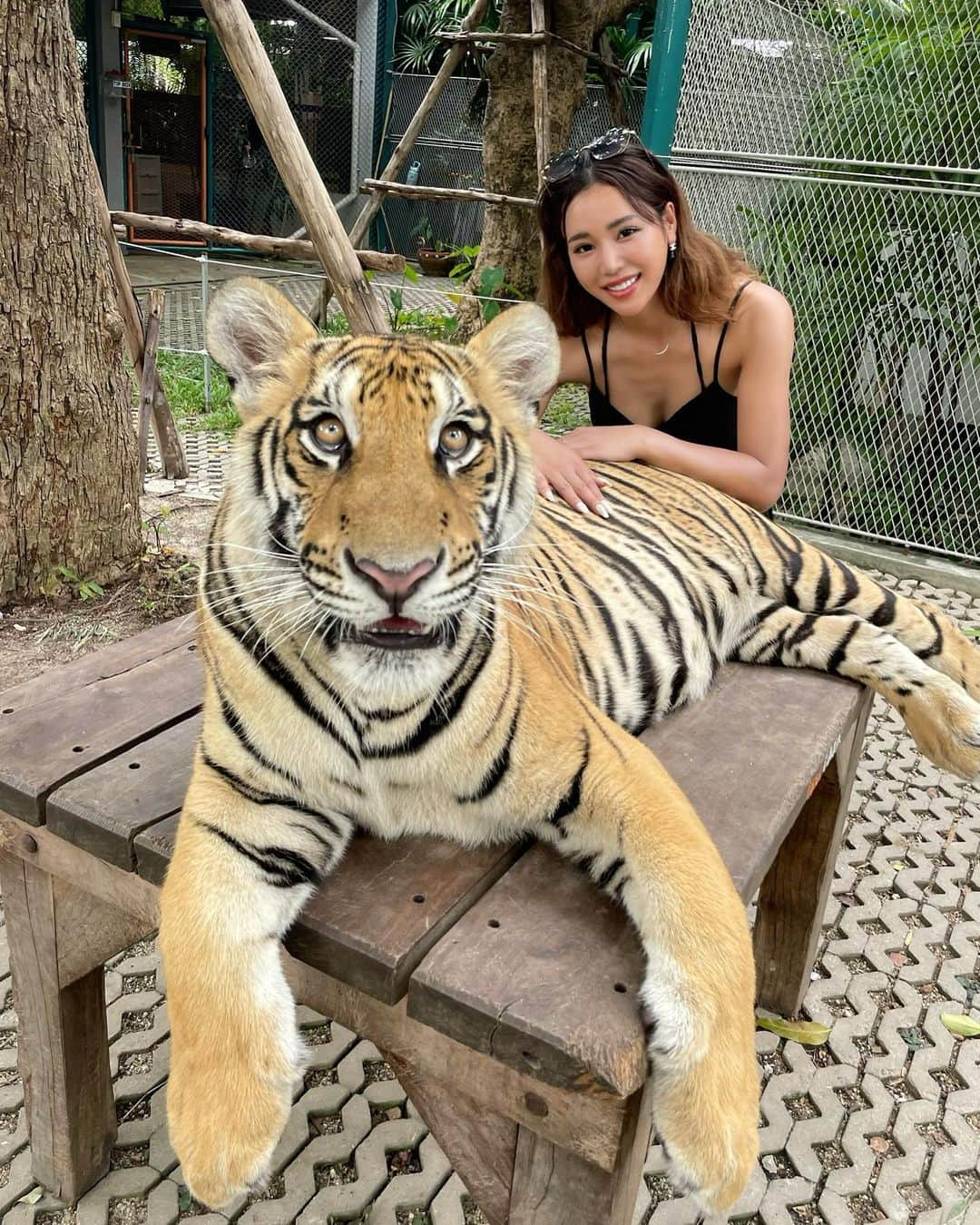 あやののインスタグラム：「in PATTAYA💕 半日暇になったので初タイガーパーク🐯  small middle BIGから選択制で 怖いからsmall🐯にしたけど 普通におっきくてBIGなんて とてもぢゃないけど近寄れないとおもったw  帰ってからトラに襲い掛かられた時の シミュレーションしてた話を みんなにしたら武井壮かよって言われたw ゴルフでも武井壮かよっていわれるし 昔してた陸上の混成競技の話でも 武井壮かよっていわれるのw 私もしかしたら武井壮さんと 同じ素質があるかもしれない♪  また🐯ちゃんにあいに来たいな✨✨  #タイ#PATTAYA#ゴルフ旅#バンコク#タイガーパーク#ゴルフ」