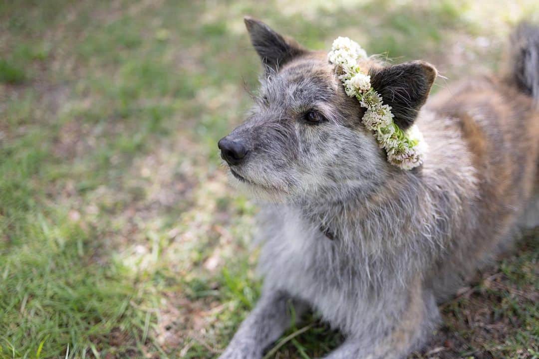 Naomiのインスタグラム：「今年も白爪草の花冠♡  #nao1223garden #琉球犬mix #ycdなんくる倶楽部」