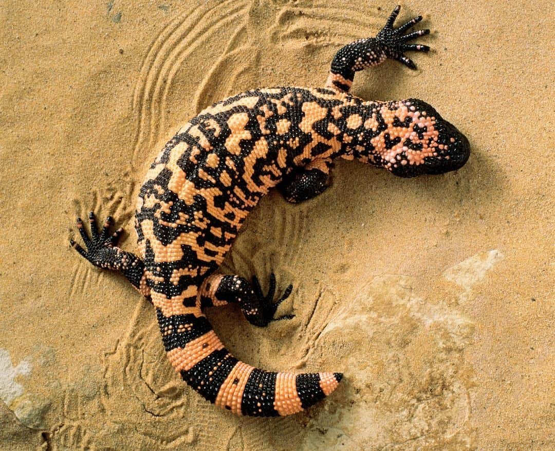 Discoveryさんのインスタグラム写真 - (DiscoveryInstagram)「Image by Peter Finch  There are many animals that thrive in extremely hot climates. This week, we're going to #DiscoverTheDesert 🌵.   The Gila Monster is a desert jewel, known to be bold, beautiful, and venomous.」5月8日 22時00分 - discovery