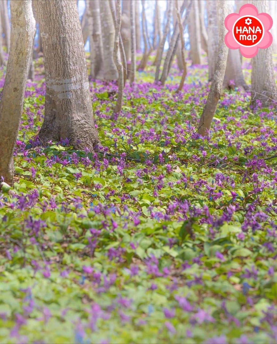 はなまっぷ❁日本の花風景さんのインスタグラム写真 - (はなまっぷ❁日本の花風景Instagram)「🌸はなまっぷ🌸 *  @hanabiei さんの 花のある風景に花まるを💮 * 北海道の春を告げるカタクリとエゾエンゴサクのお花畑をありがとうございます😊🌸 * #北海道　#男山自然公園 Asahikawa, Hokkaido. * 🌼カタクリの花言葉📝🌼 初恋 * ※見頃が過ぎている花、終わっている花もご紹介させていただいています。 * 🌸•••🌸•••🌸•••🌸•••🌸•••🌸 * いつも素敵なお花をありがとうございます😊 #はなまっぷ #日本の美しい花風景#花のある風景#花#花言葉#花畑#春#北海道#カタクリ#エゾエンゴサク#旭川 * 🌸••••••お知らせ••••••🌸 * 花風景検索サイト　はなまっぷ https://hanamap.com 🔍「はなまっぷ」または @hanamap プロフィール欄から ぜひご覧ください * 📖🌸📖🌸📖🌸📖🌸📖 四季の花々を訪ねていきたい にっぽんの花地図 好評発売中📘 📖🌸📖🌸📖🌸📖🌸📖」5月8日 22時06分 - hanamap