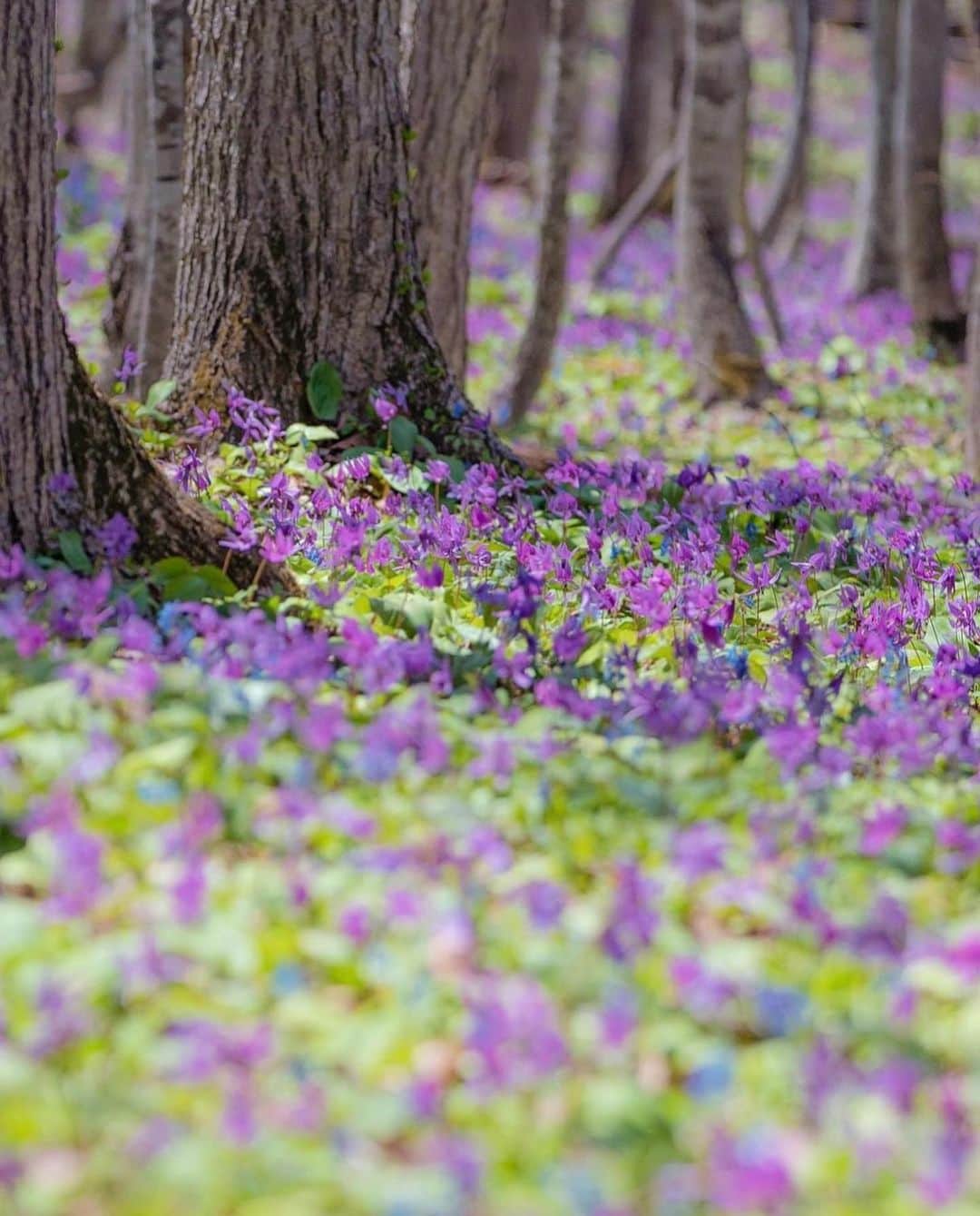 はなまっぷ❁日本の花風景さんのインスタグラム写真 - (はなまっぷ❁日本の花風景Instagram)「🌸はなまっぷ🌸 *  @hanabiei さんの 花のある風景に花まるを💮 * 北海道の春を告げるカタクリとエゾエンゴサクのお花畑をありがとうございます😊🌸 * #北海道　#男山自然公園 Asahikawa, Hokkaido. * 🌼カタクリの花言葉📝🌼 初恋 * ※見頃が過ぎている花、終わっている花もご紹介させていただいています。 * 🌸•••🌸•••🌸•••🌸•••🌸•••🌸 * いつも素敵なお花をありがとうございます😊 #はなまっぷ #日本の美しい花風景#花のある風景#花#花言葉#花畑#春#北海道#カタクリ#エゾエンゴサク#旭川 * 🌸••••••お知らせ••••••🌸 * 花風景検索サイト　はなまっぷ https://hanamap.com 🔍「はなまっぷ」または @hanamap プロフィール欄から ぜひご覧ください * 📖🌸📖🌸📖🌸📖🌸📖 四季の花々を訪ねていきたい にっぽんの花地図 好評発売中📘 📖🌸📖🌸📖🌸📖🌸📖」5月8日 22時06分 - hanamap