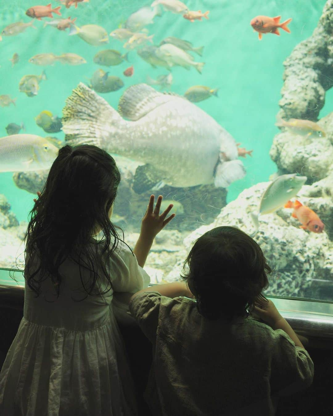 吉田明世のインスタグラム：「ゴールデンウィークの思い出🐟 久しぶりに葛西臨海水族園へ！ 息子が生まれる前、 コロナ禍で事前予約制だったので 行きたいな、と思った時に行ける喜びを感じました😊  のんびり見る息子と、 次行こ！次行こ！と めちゃめちゃせっかちな娘🐟  そんな娘を見て、 夫は私と初めて江ノ島水族館デートをした日を思い出したそうです。笑  親の背中見て子は育つ、ですからね…🥹ﾄﾎﾎ  常に何かに追われていて、一体何でそんなに急いでるんだろう？と自分自身でも疑問なのです😳 せっかち直したいです、切実に🥲 気をつけます…🤚笑  #ゴールデンウィーク #世の中のお父さんお母さんお疲れ様でした #雨の日スタートですがゆっくりいきましょ #葛西臨海水族園 #ペンギンに釘付けな息子 #魚と目が合うたびに怖ぁいと震え上がる娘 #この度娘のせっかちが判明しました #せっかち #直したい #元せっかちさんアドバイスお願いします🙇‍♀️」