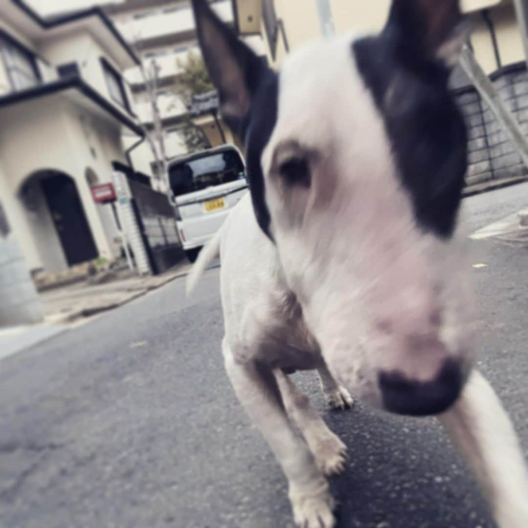Q太郎さんのインスタグラム写真 - (Q太郎Instagram)「#minituru#bull#terrier#minibullterrier#miniturubullterrier#dog#dogstagram#cute#qtaro#love#family#ミニチュア#ブルテリア#ミニチュアブルテリア#Q太郎」5月8日 15時12分 - qtaro.jun