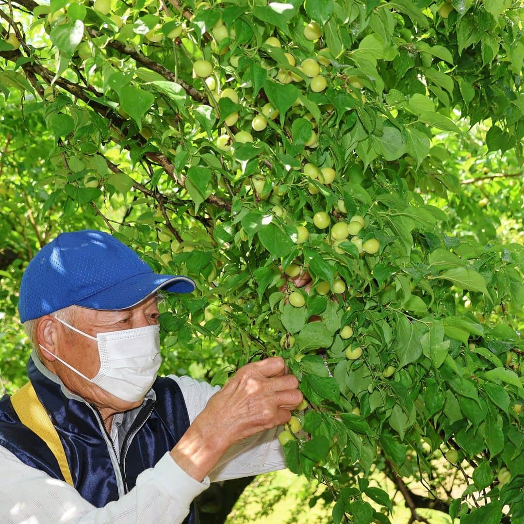 島田市さんのインスタグラム写真 - (島田市Instagram)「梅の産地として知られる伊太地区で、小梅（早生品種）の収穫が始まりました。 出荷は近日中に始まります。その後、大梅の出荷に移り、県内や関東圏の市場で6月まで行われる予定です。 #島田市 #しまだ #shimada #静岡県 #静岡 #shizuoka #日本 #japan #梅 #伊太 #伊太の梅 #小梅 #大梅」5月8日 15時56分 - shimadacity_shizuoka_official