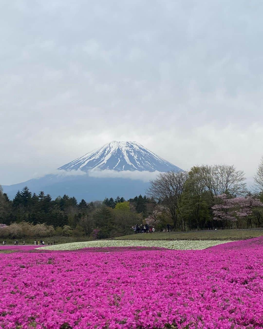 ぽょ姫さんのインスタグラム写真 - (ぽょ姫Instagram)「🗻×🌸 ⁑ 天気は曇りだったけど富士山見れました♡ 芝桜はタイミング良く満開で一面を埋め尽くす ピンクの絨毯広がっていて美しかった🥺💓 Youtubeにて毎日リアルタイムで芝桜の 開花状況や混雑状況が配信されているので 確認しながら計画した甲斐がありました✨ チャンネル名「フジヤマNavi」 ⁑ ⚘ 富士本栖湖リゾート 🚩 山梨県南都留郡富士河口湖町富士ヶ嶺２１２  #富士山 #富士山🗻 #富士芝桜まつり #富士芝桜祭り #富士芝桜フォトコンテスト #富士本栖湖リゾート #富士本栖湖 #富士本栖湖リゾート芝桜 #ピーターラビットイングリッシュガーデン #ダイアモンド富士 #芝桜 #芝桜まつり #山梨観光 #山梨 #山梨旅行 #河口湖 #河口湖観光 #観光スポット #春の風物詩 #japan #japantravel #japantrip #fujisan」5月8日 15時51分 - p.o.y.o.h.i.m.e