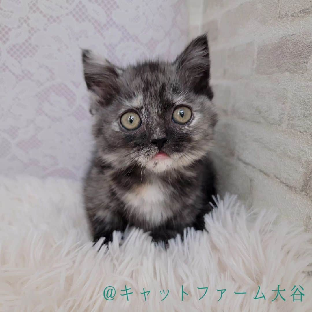 マンチカン(munchkin)キャットファーム大谷さんのインスタグラム写真 - (マンチカン(munchkin)キャットファーム大谷Instagram)「Kさまご契約にゃんこちゃん❤️  #キャットファーム大谷#まんちかん#マンチカン#ネコ#こねこ#にゃんこ#猫ちゃん#ねこ部#ニャンスタグラム#猫#ねこ#子猫#モフモフ#モフモフねこ#ミヌエット#短足#ねこすたぐらむ#愛猫#かわいい#ふわもこ部#猫のいる暮らし#マンチカンブリーダー#ミヌエットブリーダー#cat#catsgram #catsofinstagram#instacat#picneko」5月8日 16時16分 - roytar222