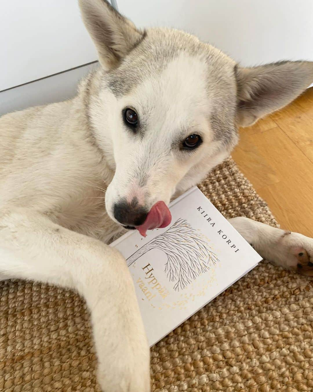 キーラ・コルピのインスタグラム：「Pika wishes everyone a happy Monday and a wonderful week ahead! 💛 She enjoys my book a lot, to the point where she could almost eat it 😋😂  Toivottavasti tekin olette nauttineet Hyppää vaan! -kirjasta. Se on muuten jollekin erinomainen äitienpäivä- tai valmistujaislahja 😘🎁  #hyppäävaan」