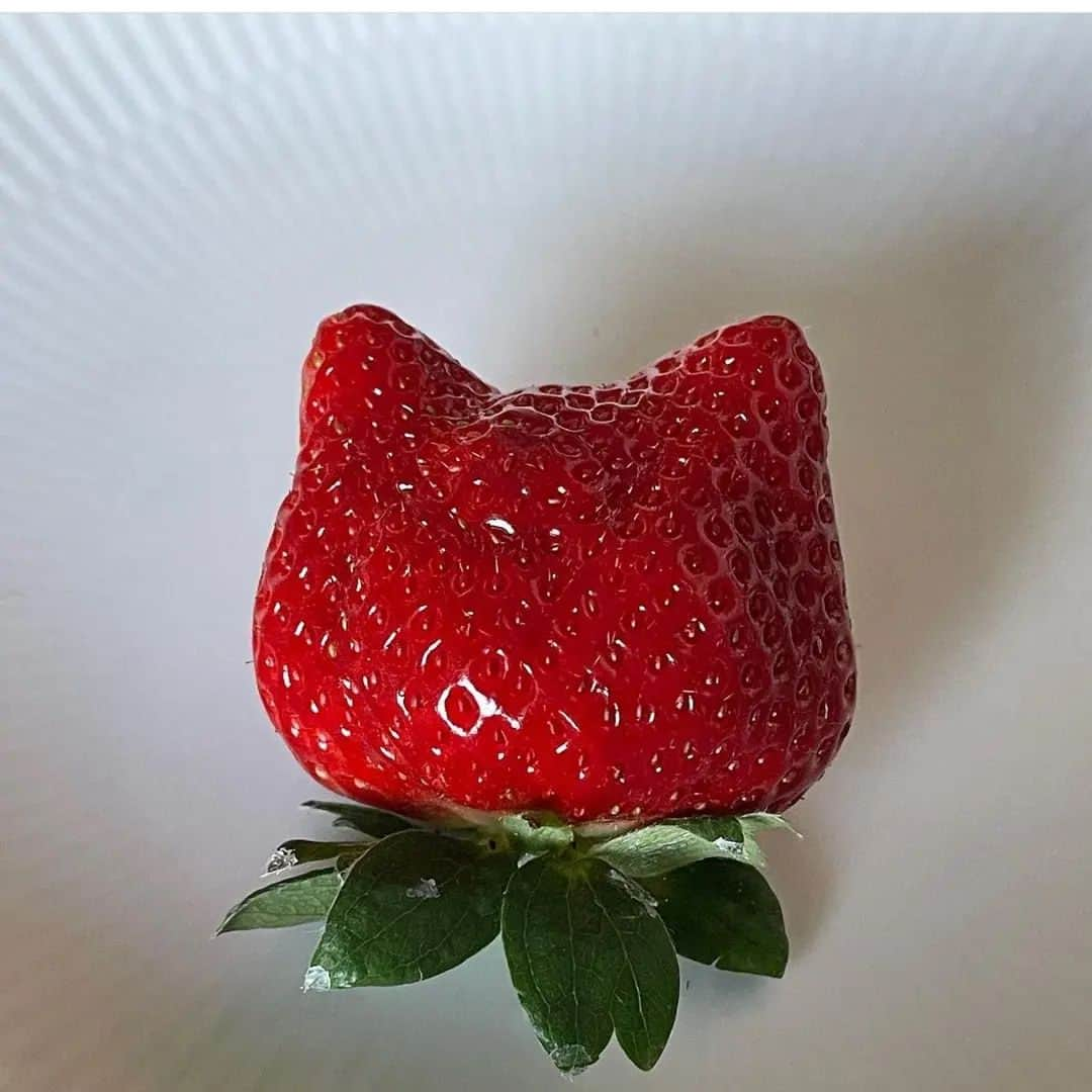 大川良太郎さんのインスタグラム写真 - (大川良太郎Instagram)「キティーちゃん😻イチゴ🍓なりね これは美しい✨キティーちゃんにしか見えない👁️👁️😻😻😻可愛いですやん #キティー #ハロー #イチゴ #可愛い #美しい #奇跡 #猫 #ネコ #すごく」5月8日 17時23分 - gekik9_ryotaro