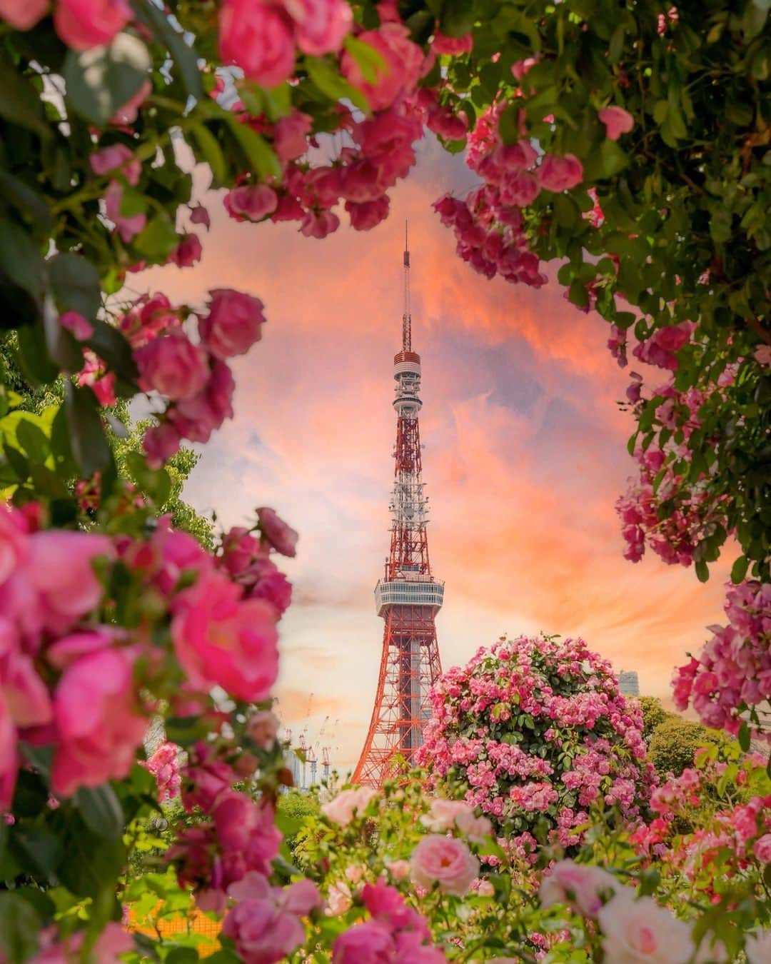 JALさんのインスタグラム写真 - (JALInstagram)「. #東京タワー を彩るバラのフレーム🌹 #PicturePerfectMay . . 📍@tokyotower_official Photo by @yuya_photo_0240 Post your memories with #FlyJAL  #JapanAirlines #JAL #travel #🇯🇵 #東京 #港区 #芝生広場 #芝公園 #薔薇 #バラ #バラ園 #ローズガーデン #はなまっぷ #マジックアワー #夕暮れ #夕焼け #夕焼け空 #癒しの風景 #デートスポット #東京観光 #東京旅行 #日本 #日本の絶景 #国内旅行 #旅行 #日本航空」5月8日 17時30分 - japanairlines_jal