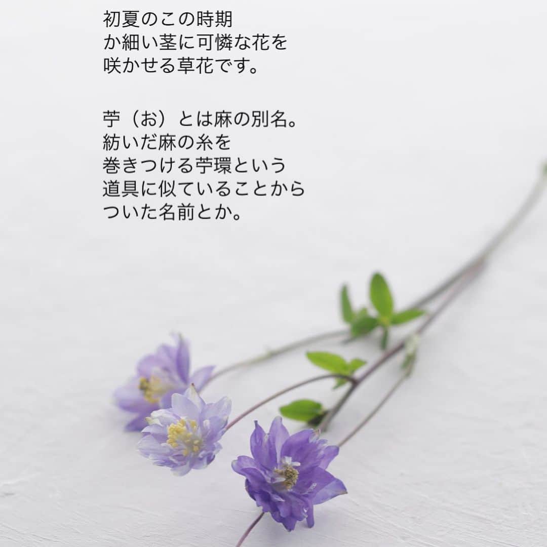 雑誌『花時間』さんのインスタグラム写真 - (雑誌『花時間』Instagram)「苧環。何の花を指す漢字か知っていましたか？  花時間（@hanajikan_magazine）です。  答えは、オダマキ。  初夏の今の時期に、わずかながら切り花として出回る草花です。  いもわ…って、私も昔は読んだもんです（笑）  芋🍠によく似た漢字の苧は、麻の別名なんだそうです。  しょんぼりと元気がないときは、葉っぱを整理。  そして、湯あげをしてみて。  手順は ❶全体を新聞紙で包み ❷沸騰した湯♨️に、約5秒、茎の切り口を浸けて ❸すぐさま、たっぷりの水に移し替えて休ませる  はい！これで、元気復活です。  オダマキは花色豊富。交雑しやすい性質のため、多種多様な品種があります。  では、本日もお疲れ様でした。明日も元気smile😊😊😊で頑張りましょう！ byピーターパン  【花時間ニュース】 💜『花時間』から、花の定期便がスタートしました🥰　世界でここだけのバラと旬花が届く嬉しいサービスです💕  💜『花時間2023春夏』〈春のピンク！夏のブルー！〉大好評発売中！  💜『花と短歌でめぐる 二十四節気 花のこよみ』大好評発売中  すべて @hanajikan_magazine のプロフィールのリンクから飛べます✈️  『花時間』本誌や書籍は全国の書店、ネット書店でも発売中✨  #花時間 #フラワーアレンジ #オダマキ  #苧環  #初夏の花 #花が好き #花が好きな人と繋がりたい #花を飾る #花を飾る生活 #花屋さんへ行こう」5月8日 17時38分 - hanajikan_magazine