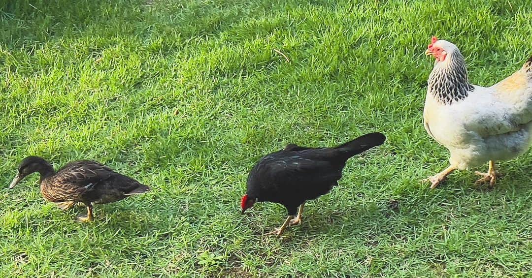 吉川ひなののインスタグラム：「にわとりちゃんに育てられたダック🦆🐓♥️ 鳥の上下関係は厳しいけど、お姉さまたち、ここでのルールを厳しく教えながらもちゃんと仲間に入れてくれてる☺️  庭仕事に没頭して、完成はしないんだけどとりあえず現時点での達成を繰り返しているのが好き。  わたしの庭仕事には、 にわとりエリア（うさぎもいるよ🐰）の整備とアップグレード、ファーミング、植物の管理、庭を進化させる妄想、など  庭仕事って立ったりしゃがんだり、重いもの運んだり、いい運動にもなる。  動物とのコミュニケーションは言葉を使わないから好き。  という、地味だけど自分的に最高な趣味。」