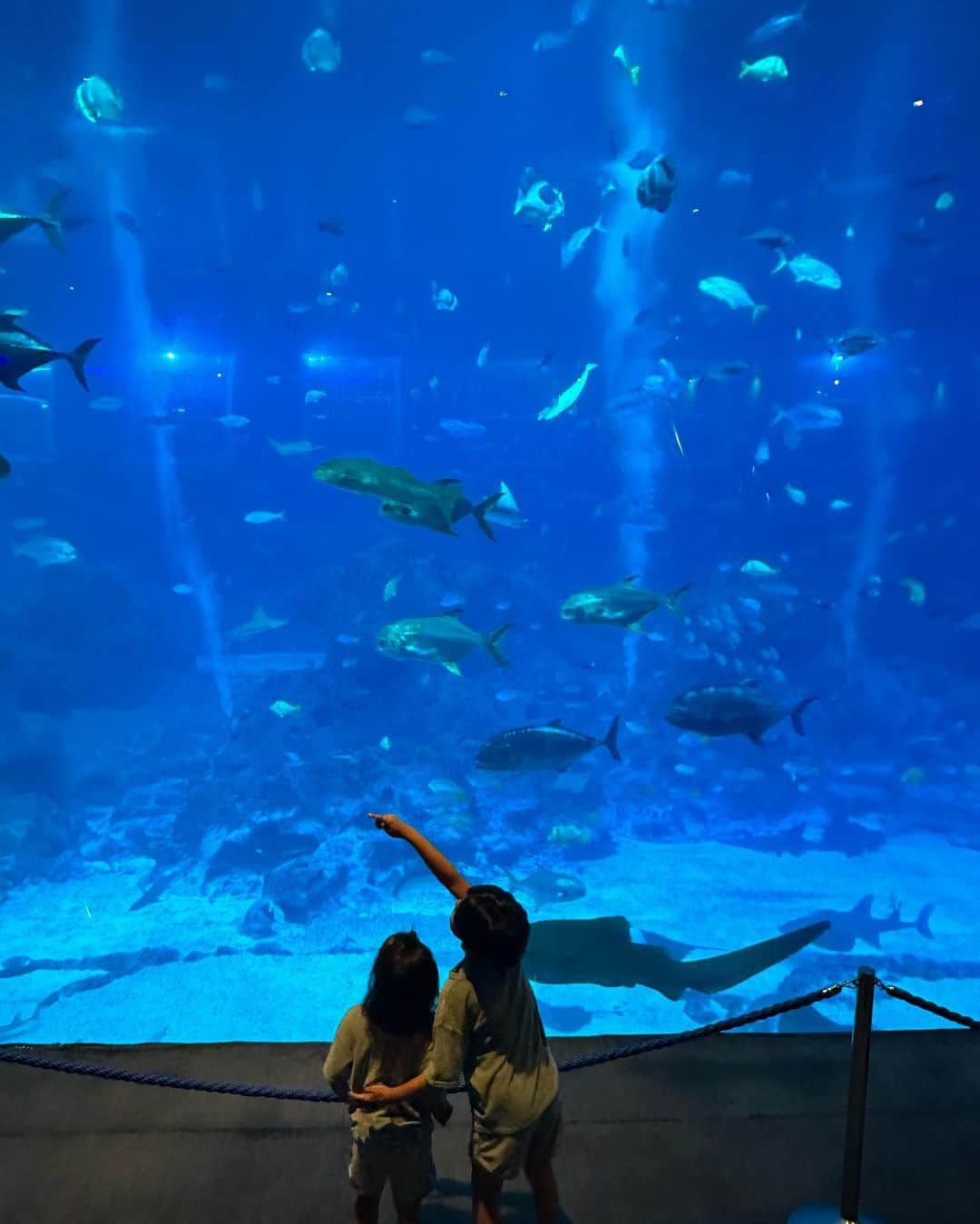 春名亜美さんのインスタグラム写真 - (春名亜美Instagram)「息子達が楽しみにしていた場所の一つ。 @s.e.a.aquarium 🐬  世界最大級の水族館だそうで、思ってたより全然広くて、存分に楽しめました🐠  屋内でエアコンがきいてるのも、ありがたかったー🥹 なんせ、外は湿気と暑さが凄まじく、息してるだけで汗だく。😇  普段9割喧嘩している2人ですが、水族館とプールにいるときは比較的仲良くなります😌  しかも空いてて見やすかった←これ大事w  水族館や動物園の出口直前に必ずある、通らずには出れなくなってる仕組みのSHOP。  我が家はそのSHOPでまんまと毎回お買い物をするのですが、今回次男が選んだのはタコでした🐙  次男はぬいぐるみならなんでも良いわけではなくて、手触りを重視します。 どんなに見た目が可愛くても、フワッフワじゃないと買わない😂 今回はタコの手触りがお気に召したようです  #セントーサ島 #シンガポール #ll_旅記録 #シンガポール旅行 #子連れシンガポール #子連れ旅行 #singapore #シーアクアリウ#SEAAquarium #seaaquariumsingapore #シンガポール水族館」5月8日 17時51分 - amiharunaami