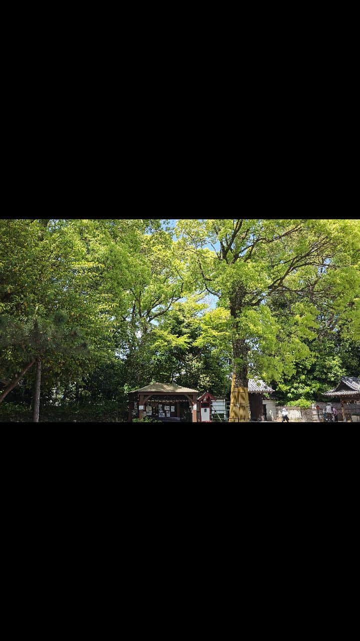 Shihoのインスタグラム：「新緑の美しい季節の神社は最高の癒しスポットかも。ウグイスの美しい鳴き声、聴いてみてください✨ 5/4大阪水無瀬神宮にて。  #神社 #水無瀬神宮 #新緑 #ウグイス #green #shrine #spring #birdchirping #singerslife」
