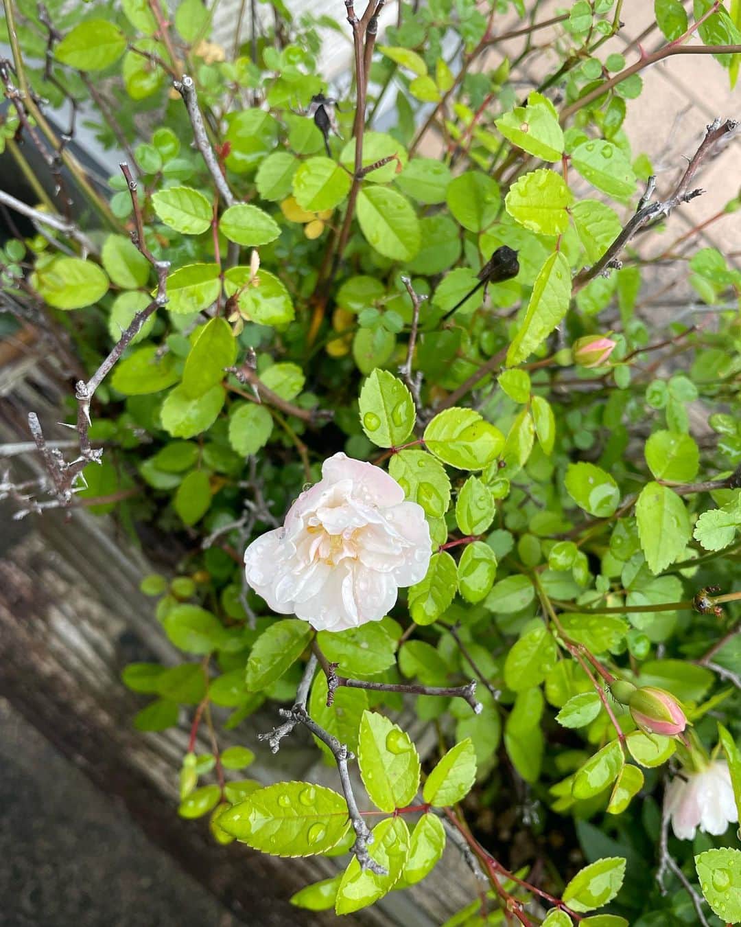 日暮愛葉さんのインスタグラム写真 - (日暮愛葉Instagram)「うちの玄関先のミニ薔薇 沢山さいてくれた  #ミニ薔薇 #ミニバラ #愛葉のガーデニング」5月8日 18時17分 - aiha_higurashi