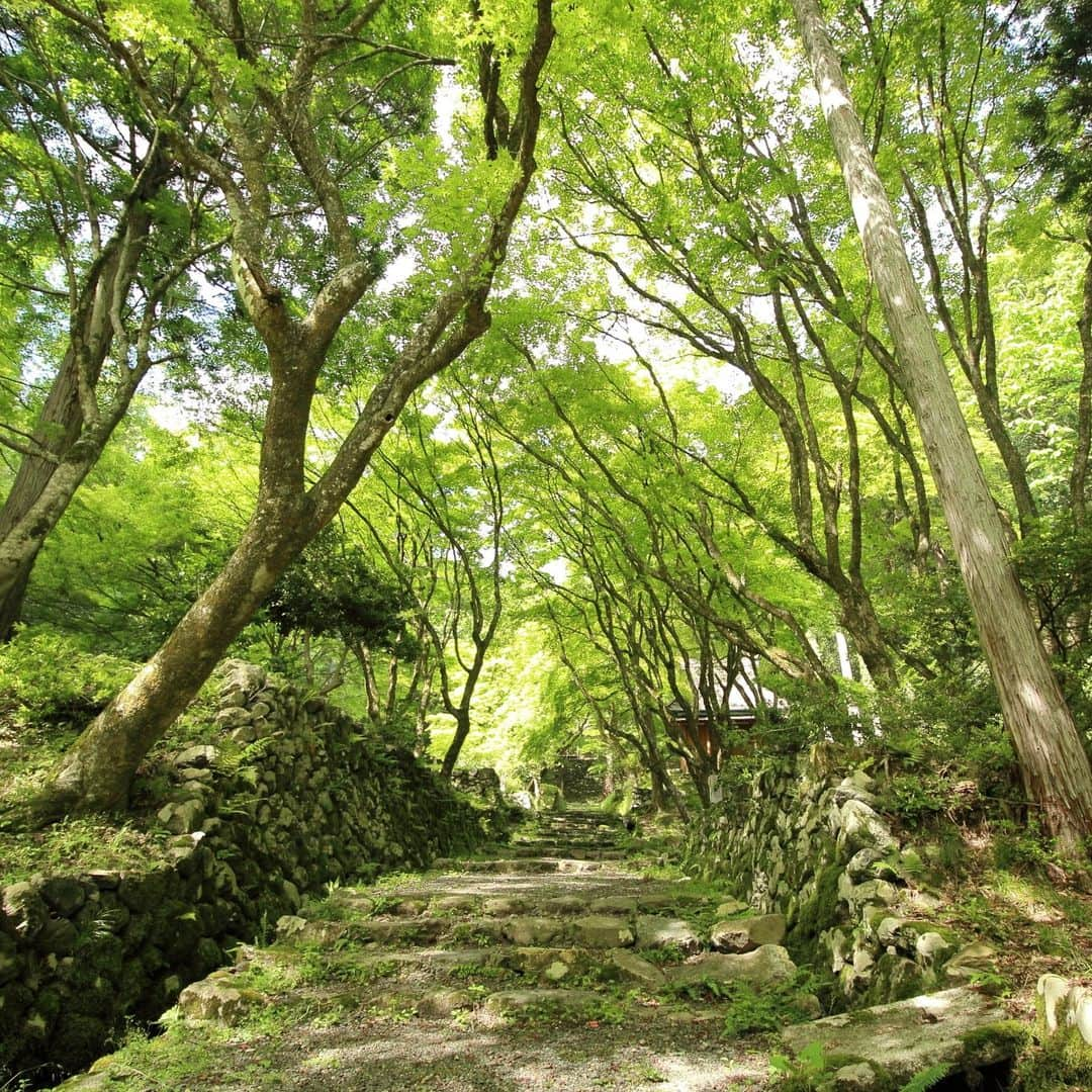 滋賀県長浜市さんのインスタグラム写真 - (滋賀県長浜市Instagram)「新緑の鶏足寺。紅葉で有名な鶏足寺ですが、新緑も美しくオススメです。#nagahama#長浜#新緑#鶏足寺#keisokuji」5月8日 18時29分 - nagahama_city