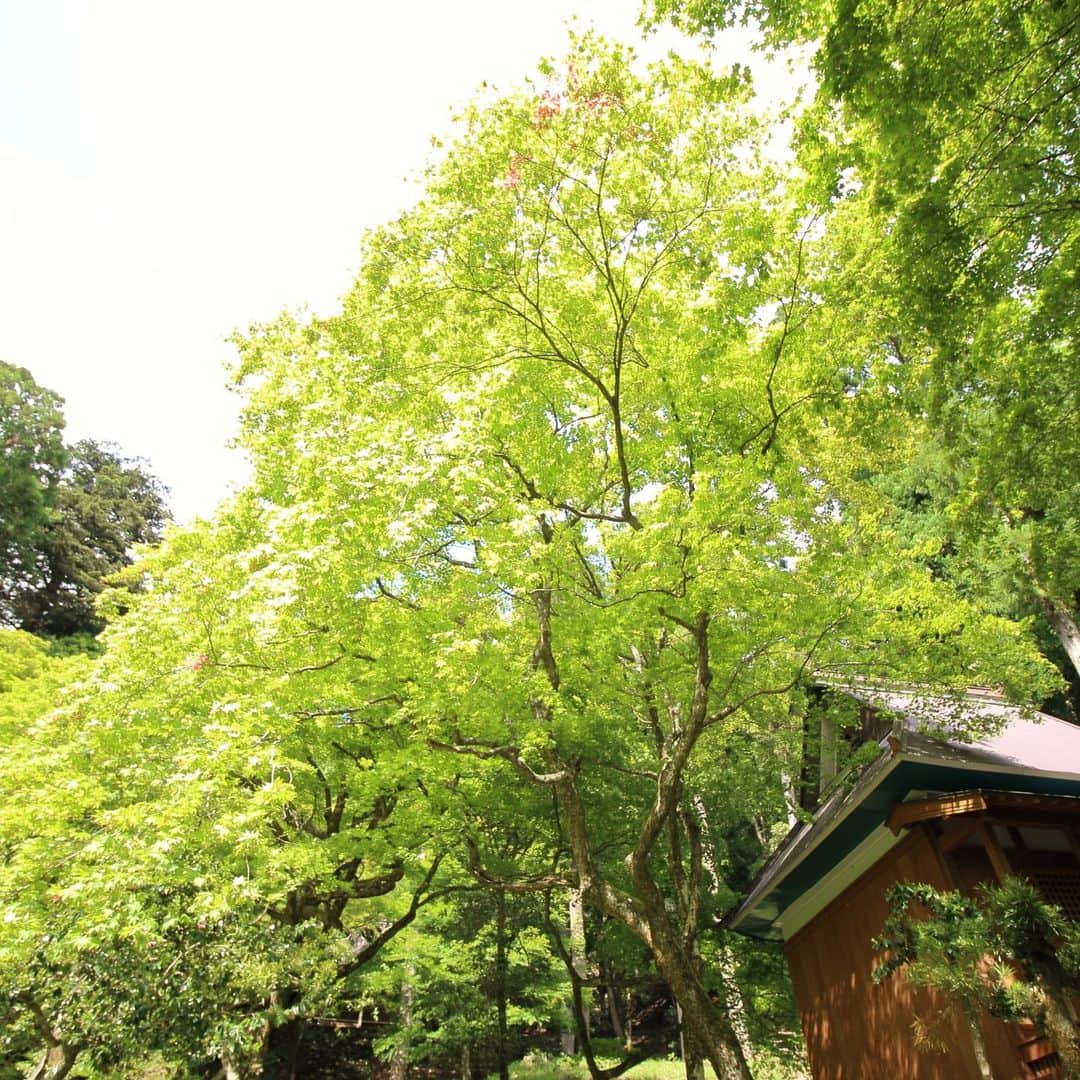 滋賀県長浜市さんのインスタグラム写真 - (滋賀県長浜市Instagram)「新緑の鶏足寺。紅葉で有名な鶏足寺ですが、新緑も美しくオススメです。#nagahama#長浜#新緑#鶏足寺#keisokuji」5月8日 18時29分 - nagahama_city