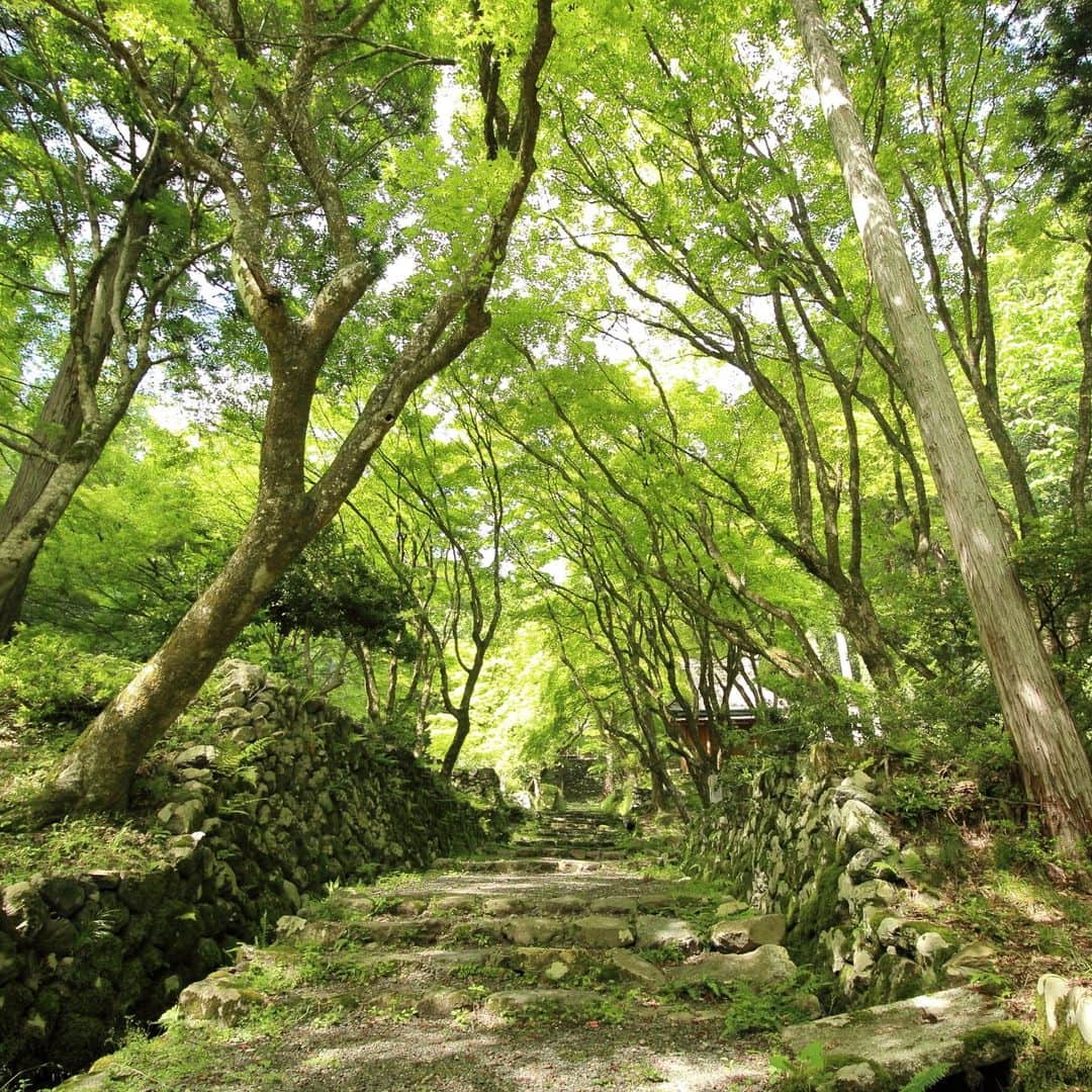 滋賀県長浜市のインスタグラム：「新緑の鶏足寺。紅葉で有名な鶏足寺ですが、新緑も美しくオススメです。#nagahama#長浜#新緑#鶏足寺#keisokuji」