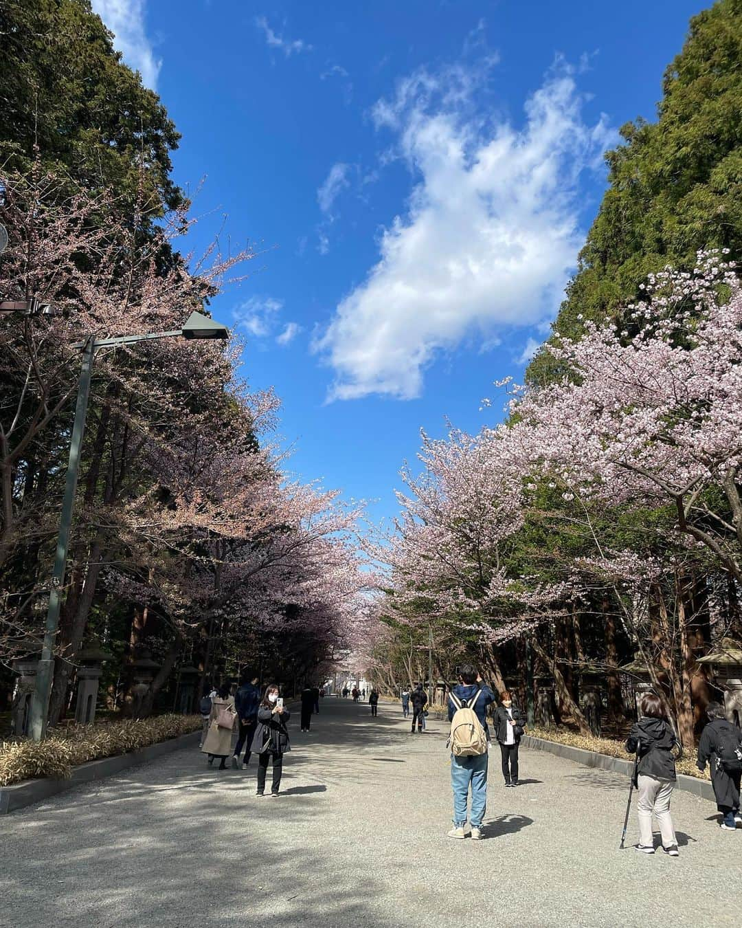 希咲みらいさんのインスタグラム写真 - (希咲みらいInstagram)「北海道は今満開でした🌸🌸🌸  #新宿 #歌舞伎町 #六本木 #北新地 #大阪ミナミ #すすきの #中洲 #銀座 #キャバ嬢 #キャバクラ #kabukicho #japanesegirl #kawaiigirl  #omo7旭川 #北海道旅行 #北海道 #トリトン #北海道観光 #hokkaido #北海道グルメ #札幌 #北海道神宮 #桜 #お花見 #札幌観光 #札幌駅 #sapporo #sakura #神社巡り」5月8日 18時38分 - mirai_713