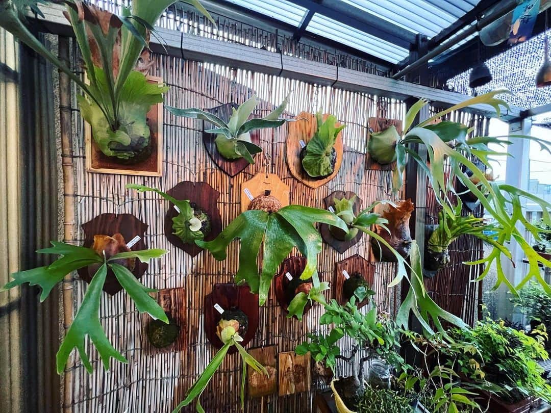 金成公信のインスタグラム：「素晴らしいですね。 #ビガクシダ #platycerium」