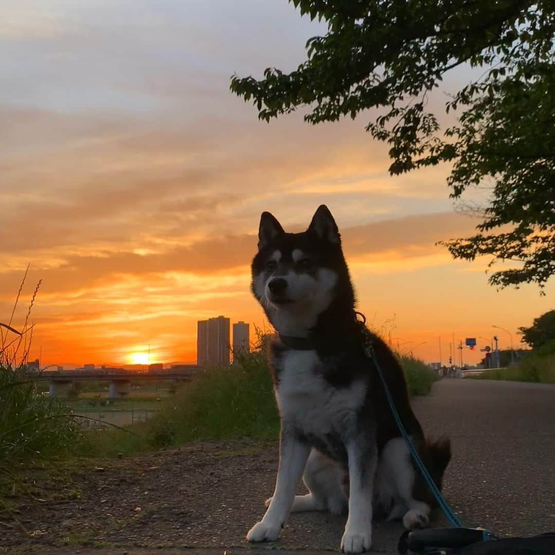 くろさんのインスタグラム写真 - (くろInstagram)「夕焼け豆散歩🌇  #シルエットロマンス部  #夕焼け空 #夕焼けハンター  #ゆうやけこやけ部 #夕焼け #夕焼けの空 #夕焼けlove  #夕焼け空が好き #夕焼け小焼け  #夕焼け好きな人と繋がりたい  #夕焼けが好きな人と繋がりたい  #夕焼け空が好きな人と繋がりたい  #sunset #sunsetdog #黄昏犬 #柴犬 #黒柴 #黑柴 #イッヌ#kuroshiba #blackshiba #shibainu #shibadog #shibastagram #instadog #dogstagram #🌆」5月8日 18時56分 - m6bmw