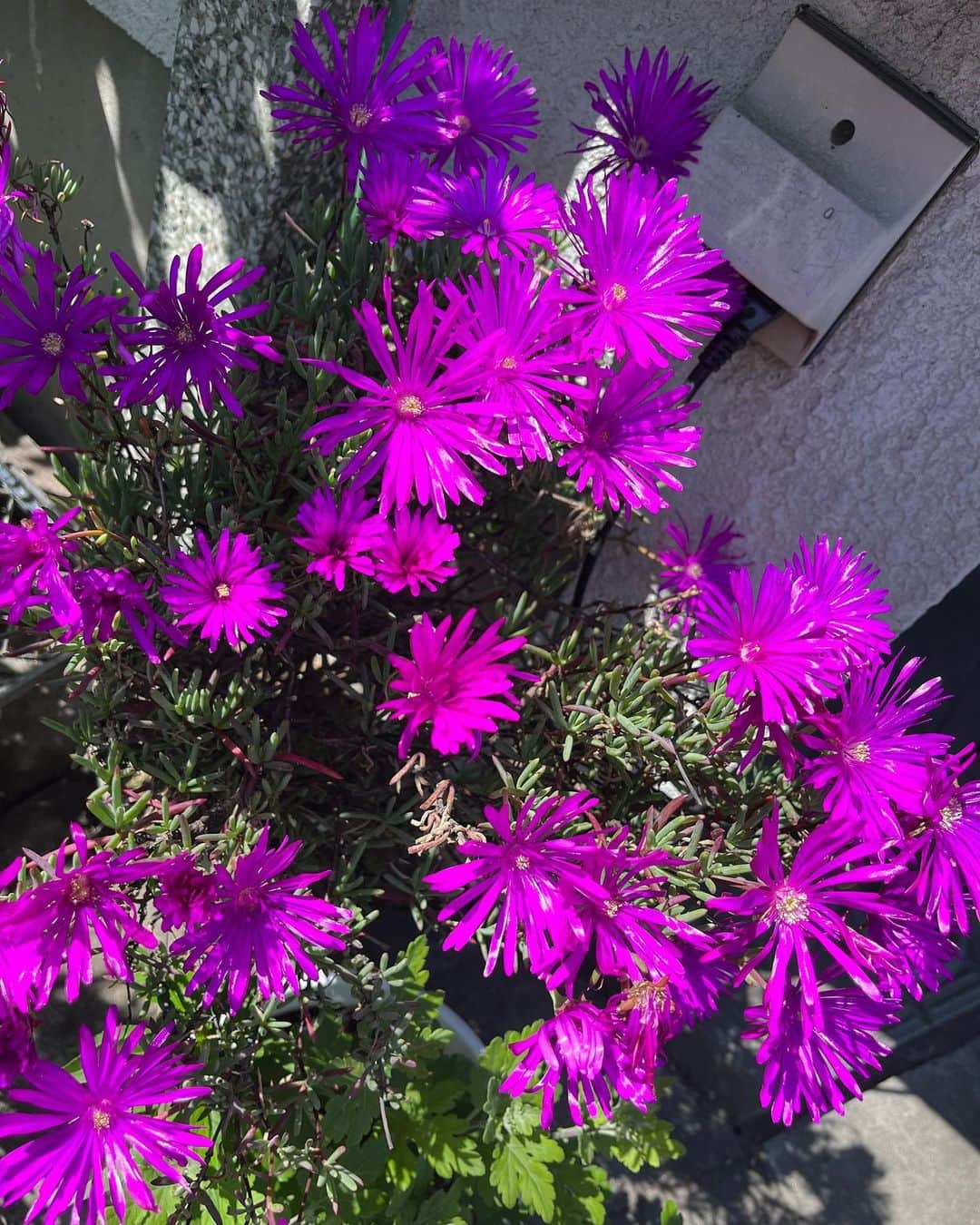 岩佐美咲のインスタグラム：「少々お久しぶりの、このお花なに？シリーズです💐　　　　　　　　　　　　　　　　　　　 　　　　　　　　　　　　　　　　　　　　　　　　 #花 #お花 #flowers」