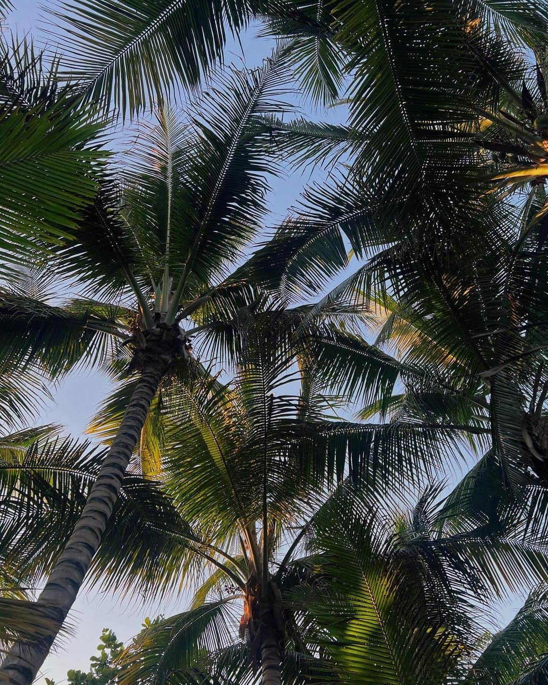 freepeopleさんのインスタグラム写真 - (freepeopleInstagram)「On holiday with @harliebriggsart_ 🌴🌊☀️  #whenyouwearFP」5月8日 20時00分 - freepeople