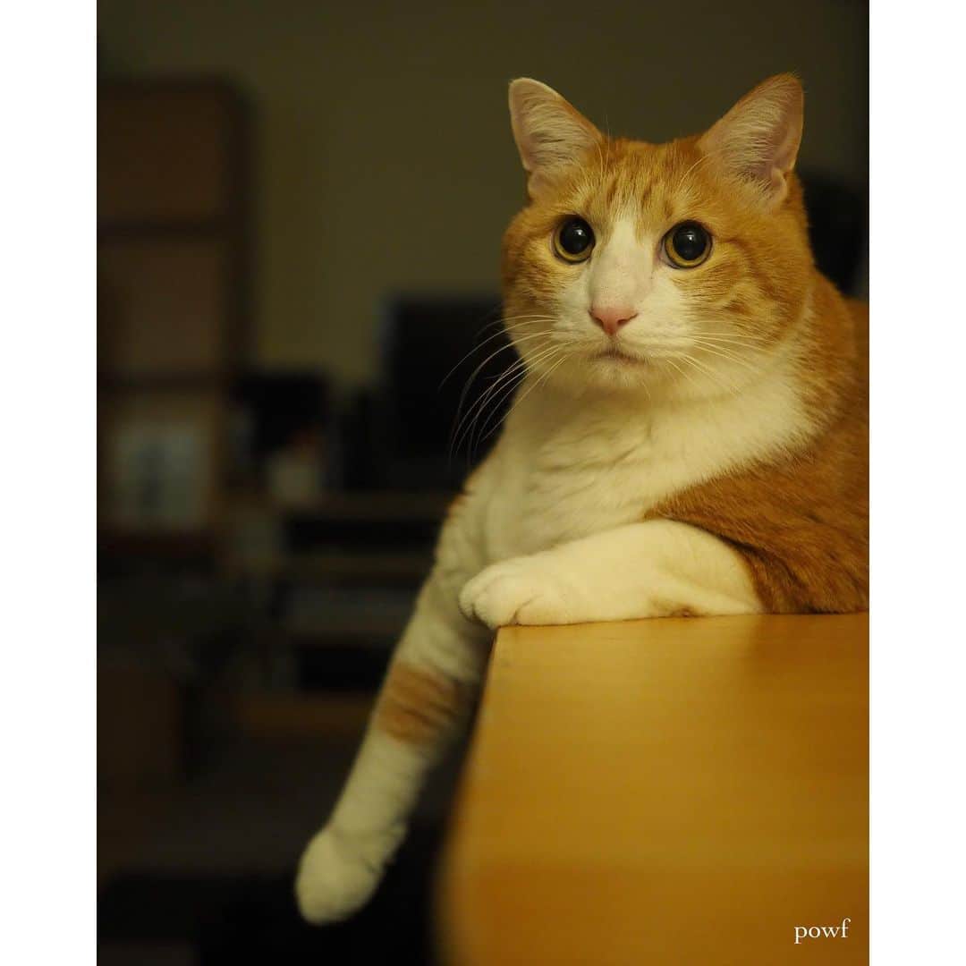 anemone_69のインスタグラム：「🐈 . 5類移行になったことで 今日から私の職場でも マスク着用は個人の判断にーーー . 酸欠で頭は痛くなるし 集中できないしで ３年間ホントつらかった…😞 . 水際対策も緩和されて 接種証明もいらなくなったし (未接種なので)、 海外旅行にも行ける！ . ま、猫たちを預けてまで 旅行行かないけどw . . #ハカセとキョウジュ #茶トラ白 #茶白 #cat #猫 #保護猫 . . .」
