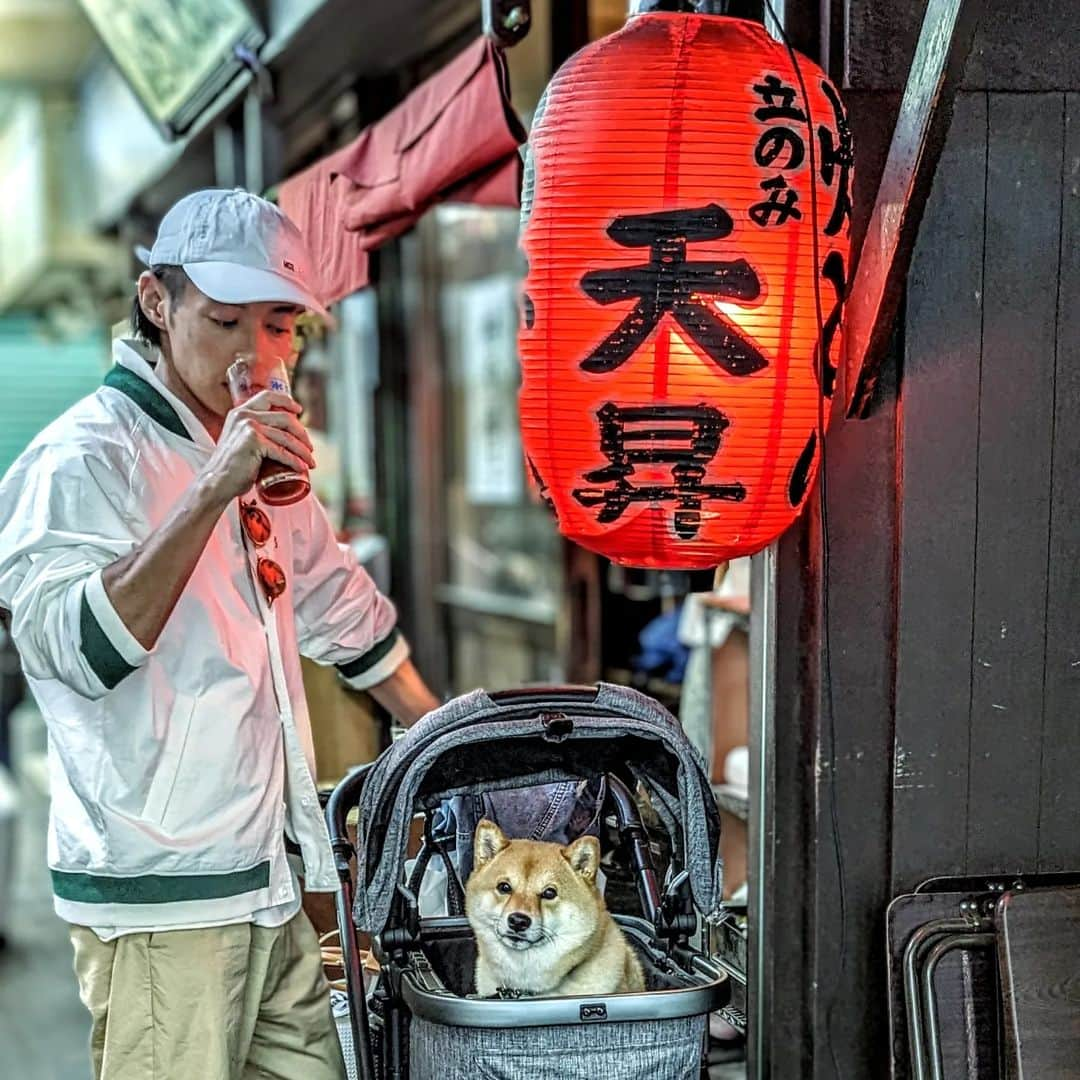 久保裕丈のインスタグラム：「しぶいいぬ。 #柴犬　#しばすたぐらむ #しばいぬ部 #shibainu #shiba」