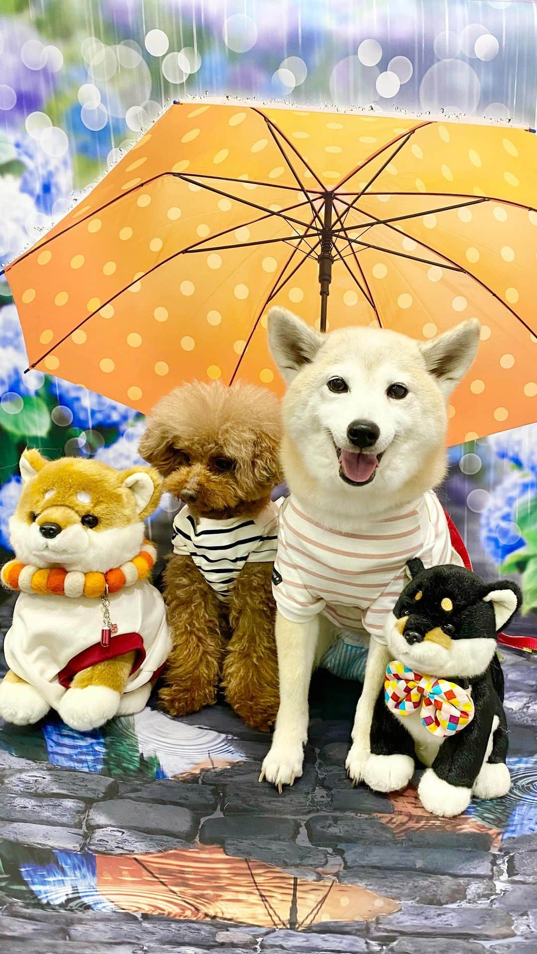 柴犬 けんしろう ゆりあのインスタグラム：「🐶🐶🎏🐶🐶  GWまめまろけんゆり大冒険🎏  ストーリーズにも載せた ペット博へお出かけの模様 こちらにも残しておきます🥰❤️  ハプニングありの珍道中 みんなで笑いまくりの時間楽しかったな😆❤️  次は何して遊ぶのかなー☺️❤️ まめたろうママとまろん姉さんの中では 桜が咲く前からすでにみんなで花火をする 夏のプランまで練られてました😂  #ペット博 #まめまろけんゆり #柴犬 #shiba #トイプードル」