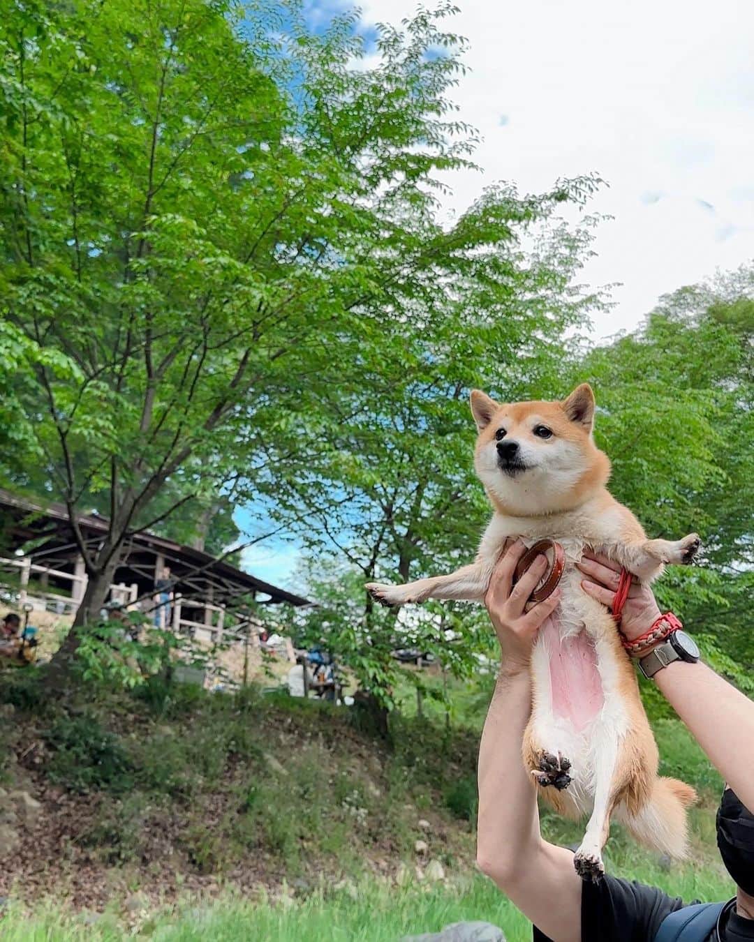 豆柴にこちゃんのインスタグラム