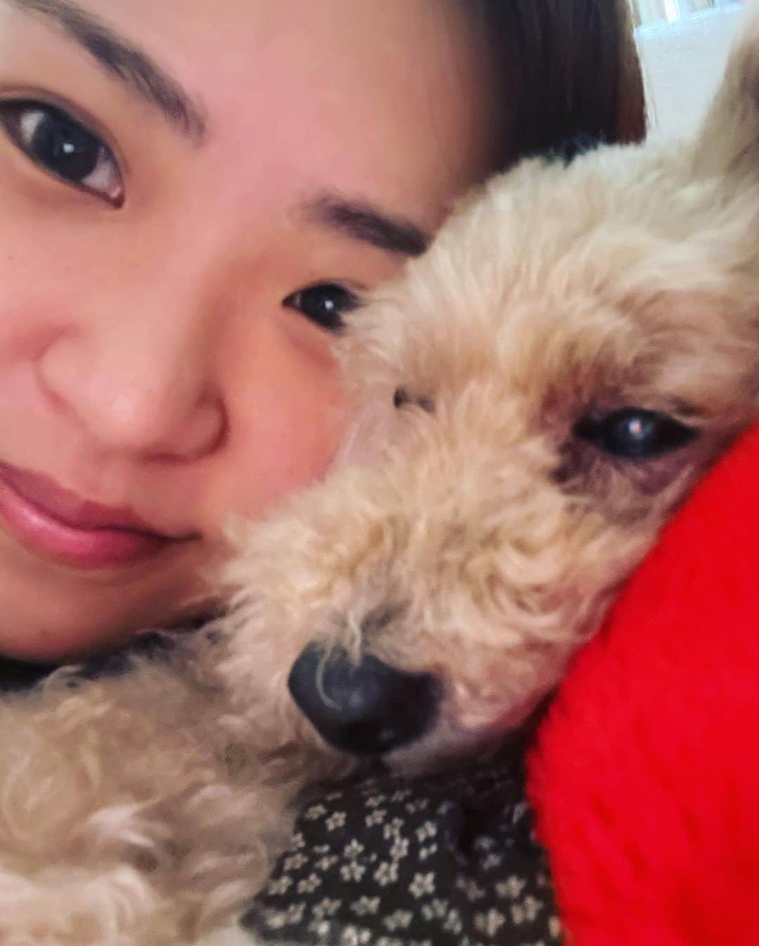 高松あいさんのインスタグラム写真 - (高松あいInstagram)「わんわんわんわんわん🐩  ❤︎  だいすきな実家のメープルと、かんちゃんにもらったかわいいトイプーちゃんと、おごはんと、ネモフィラ  メーちゃん眠そう . #地元に帰ろう  #138タワーパーク #一宮 #ヴァイオリニスト #violin #violinist  #音楽好きな人と繋がりたい #音楽のある生活 #cameragirl #instagram #instagood #小提琴 #🎻 #photographyeveryday」5月8日 20時48分 - takamatsu_ai