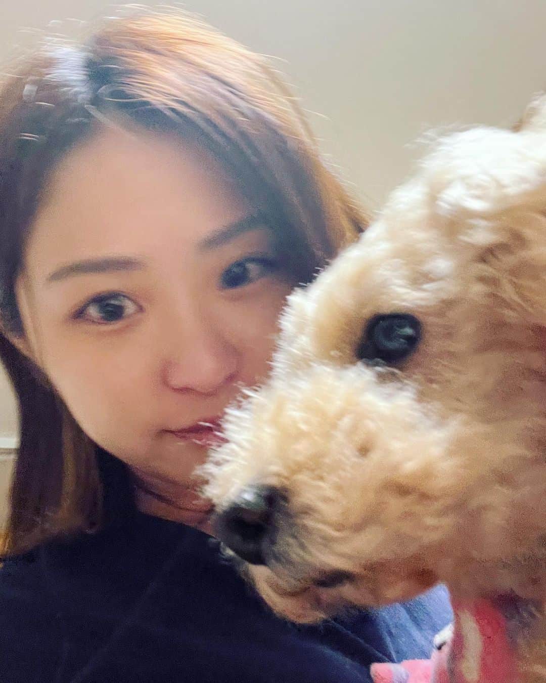 高松あいさんのインスタグラム写真 - (高松あいInstagram)「わんわんわんわんわん🐩  ❤︎  だいすきな実家のメープルと、かんちゃんにもらったかわいいトイプーちゃんと、おごはんと、ネモフィラ  メーちゃん眠そう . #地元に帰ろう  #138タワーパーク #一宮 #ヴァイオリニスト #violin #violinist  #音楽好きな人と繋がりたい #音楽のある生活 #cameragirl #instagram #instagood #小提琴 #🎻 #photographyeveryday」5月8日 20時48分 - takamatsu_ai