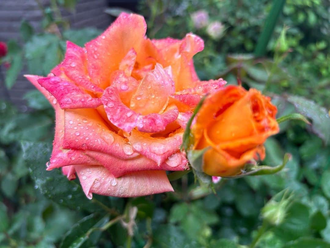 山崎聡子さんのインスタグラム写真 - (山崎聡子Instagram)「以前先輩に頂いた立派なバラ🌹  バラを育てるのが趣味な母にお裾分けしたら、 すでに新たな葉を付けていて感動しました…！！😳🌿  #帰省する度にバラが増えていく🏡 #ピンクとオレンジのグラデーションのバラが好き」5月8日 20時52分 - 310puu