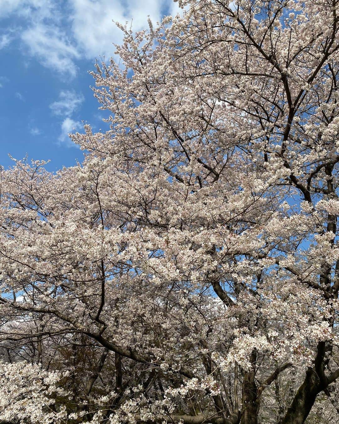 のインスタグラム：「🌸 S A K U R A 🌸 時差投稿だけど載せていく〜 今年は満開の時期にお花見ができてうれしい！ 一年前のタネタネはベビーカーから見てただけの桜が、今年は自分の足で走り回って、空から降ってくる桜に夢中で両手を広げて楽しんでいて…🦢🦢✨✨じーん。  おしゃべりも日に日に(むしろ1秒ごと？！レベルに)成長して、お歌をまるまる一曲完璧に歌い切ったり、 私の顔を指さして「ママお口に付いてる。(ビスケットがw) 汚いねぇ🙁(←爆) うん大丈夫🙆🏼‍♀️♡(←取ってくれたw)」とか普通にめちゃくちゃお話しています🤣🤍すごー！ 赤ちゃんって賢いなあっていつも言ってたけど、ここに来て幼児の成長すごー！！って毎日驚いています笑 もうかわいくてかわいくて常に成長記録を残したくて、同じような動画でカメラロールがパンパンっっw w この際YouTubeでもやろうかなぁ？w。。💭 需要あるのか…？😂〰️  #タネタネ記録 #双子 #お花見」