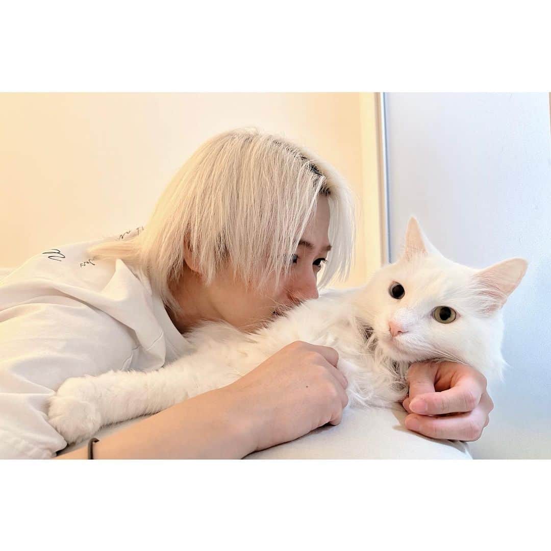 和田颯のインスタグラム：「. シエルさんお誕生日おめでとう🎉 もううちに来て7年経つのか！ 毎日癒しをありがとう😚 これからも元気でいておくれ！！」