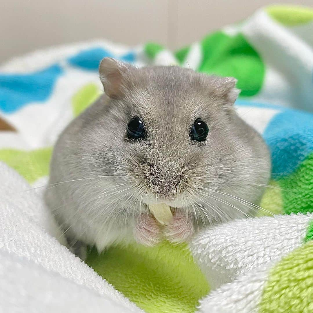 hamster_mocoさんのインスタグラム写真 - (hamster_mocoInstagram)「Children's Day🎏 写真はまだ子供だった約2年前のボク🐹✨️ そして動画は2歳2ヶ月の今のボク。 おかーさんは昔のぽっちゃりなボクも、おじいちゃんになって小さくなったボクも、どっちも可愛いって言ってくれまちゅ🥰  グーちゃんはおかーさんの宝物だよ✨️なんなら今の方が愛おしさは勝ってるもんね😌💓 2023.5.5 ✼••┈┈••✼••┈┈••✼••┈┈••✼••┈┈••✼  #ハムスターグミ#ハムスター#ジャンガリアンハムスター#ジャンガリアン#ブルーサファイア#ブルーサファイアハムスター#ジャンガリアンブルーサファイア#ふわもこ部 #モフモフ#ペット#ハムスタグラム#ハムスターベビー #hamster#djungarian#hamstagram#hammy#happy_pets#PET_OF_OUR_WORLD#igersjp#ig_japan#instapet#weeklyfluff#kawaii#cute#仓鼠#정글리안#햄스터#9gag」5月5日 0時01分 - asahi.fl