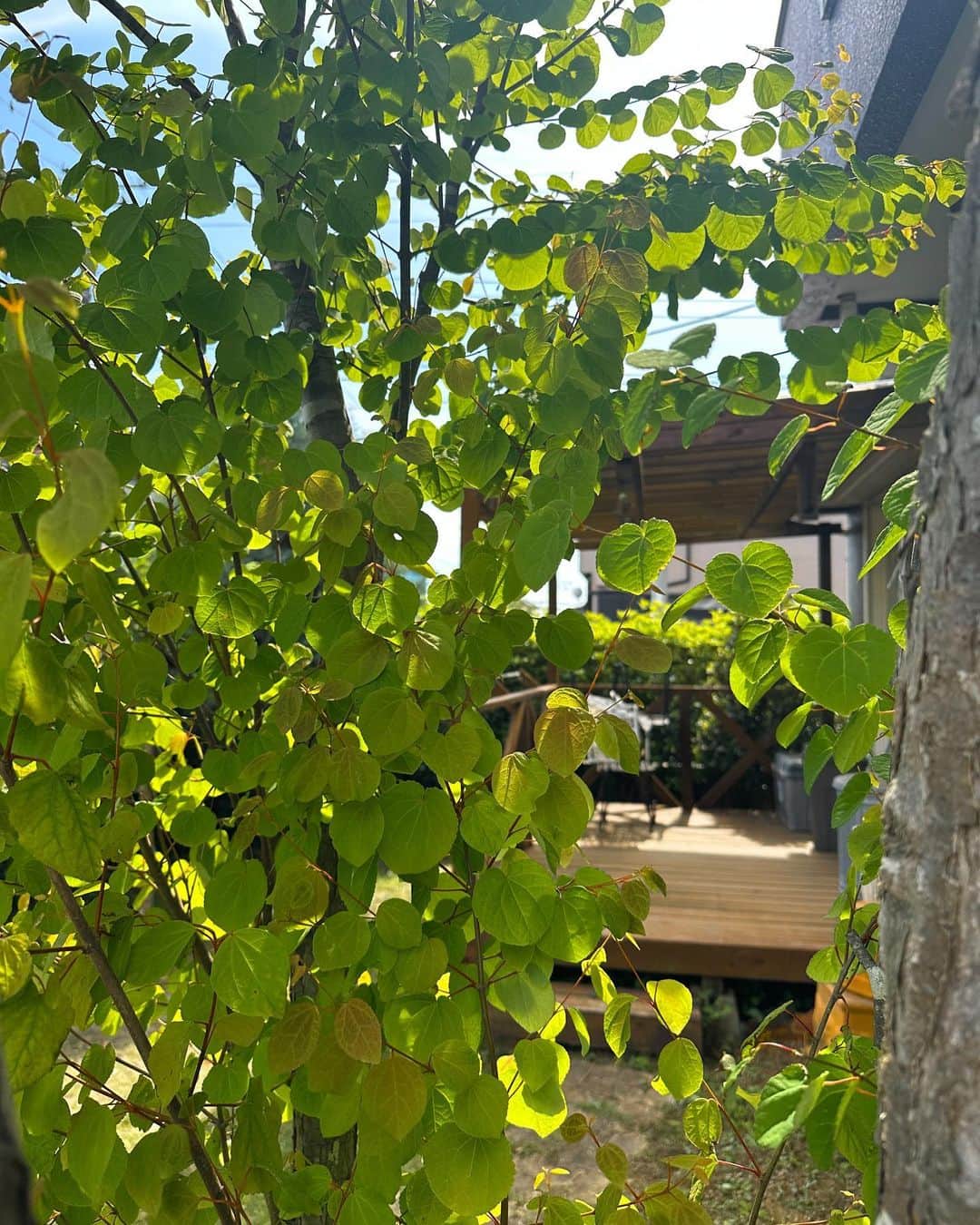 宮本沙恵さんのインスタグラム写真 - (宮本沙恵Instagram)「GWは茨城へ🏠 ジョイフルと家の往復な毎日。 お庭作り楽しんでます✨ #ガーデニング#DIY#ウッドデッキ#テラス#ホワイトガーデン#週末暮らし」5月5日 0時34分 - saebi