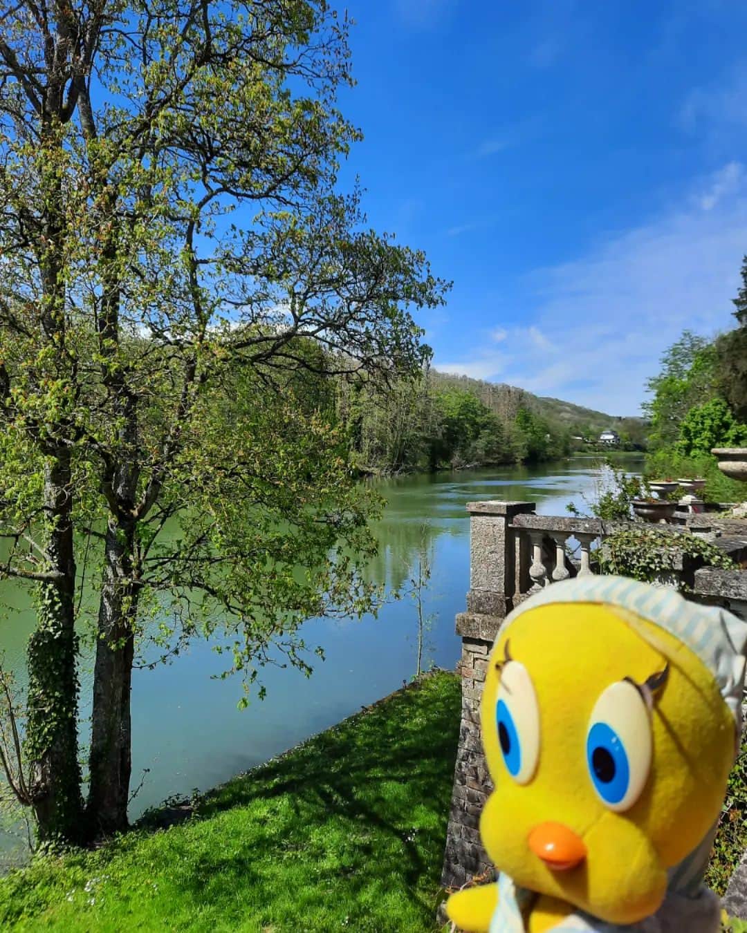 Little Yellow Birdさんのインスタグラム写真 - (Little Yellow BirdInstagram)「On my way to France a beautiful stop in Belgium, with views of the river Meuse (Maas). Its really gorgeous!! #littleyellowbird #tweety #tweetykweelapis #adventures #yellow #bird #holiday #vakantie #belgie #lessorbiers #meuse #maas #River #riverview #hotel #stuffedanimalsofinstagram #plushiesofinstagram」5月5日 0時37分 - tweetykweelapis