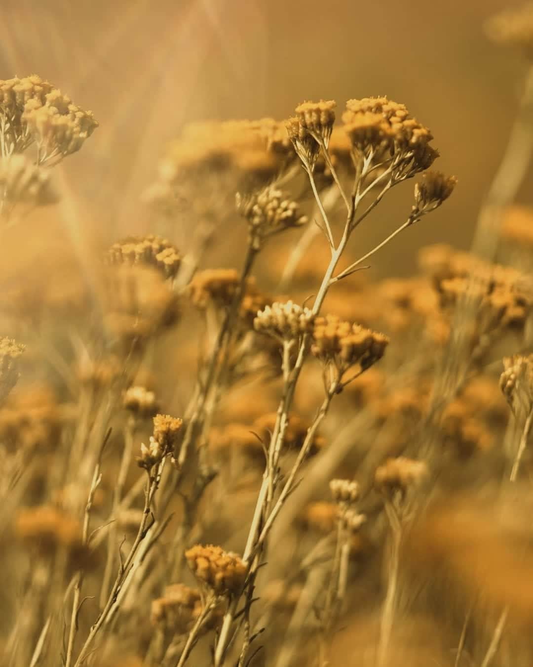 ロクシタンのインスタグラム：「Never quite the same, always immortelle.⁣ ⁣ We’ve been revealing the powers of this very special plant since 2001 when we first launched our Précieuse range.⁣ ⁣ #ThrowbackThursday #TBT」