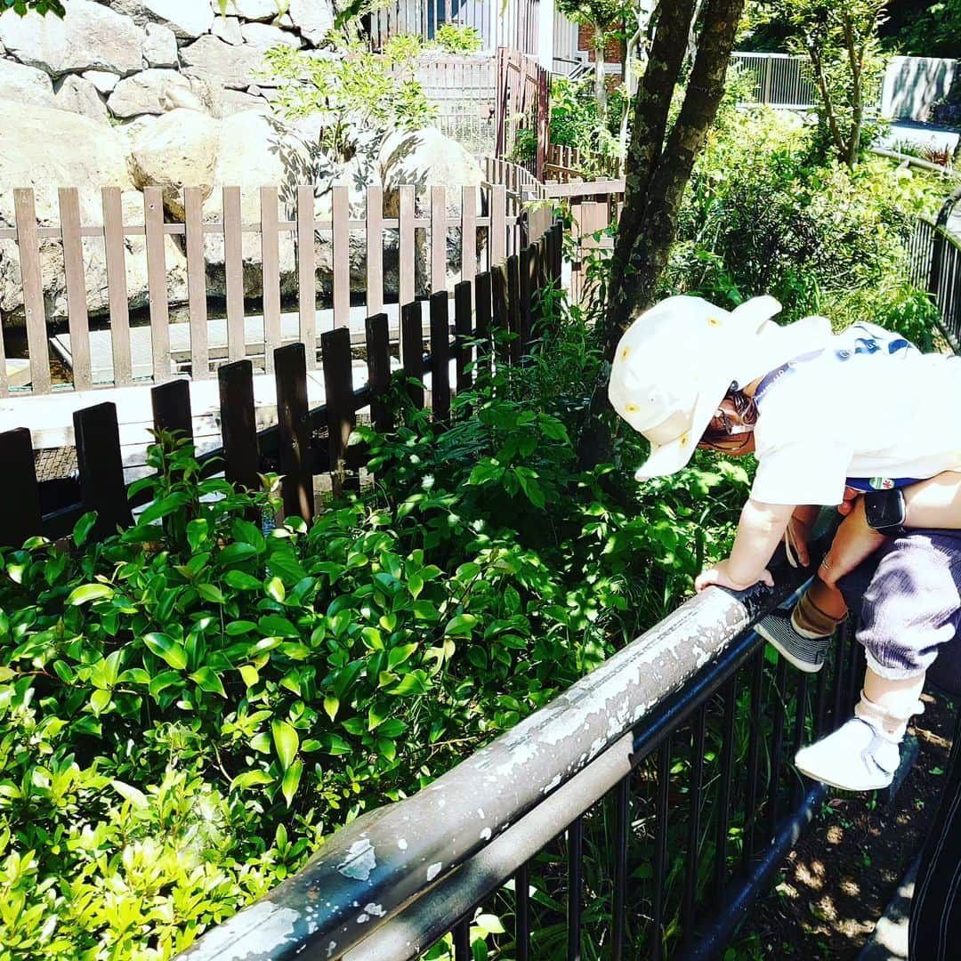 門倉貴史さんのインスタグラム写真 - (門倉貴史Instagram)「家族で横浜の金沢動物園に行ってきました～❗  イエーイ🤓😘イエーイ🤓😘イエーイ🤓😘  コアラがとてつもなく可愛かった❗  #あかちゃんのいる生活  #金沢動物園  #コアラ #キリン #カンガルー」5月4日 16時20分 - takashikadokura