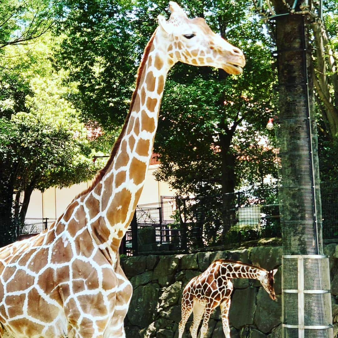 門倉貴史さんのインスタグラム写真 - (門倉貴史Instagram)「家族で横浜の金沢動物園に行ってきました～❗  イエーイ🤓😘イエーイ🤓😘イエーイ🤓😘  コアラがとてつもなく可愛かった❗  #あかちゃんのいる生活  #金沢動物園  #コアラ #キリン #カンガルー」5月4日 16時20分 - takashikadokura