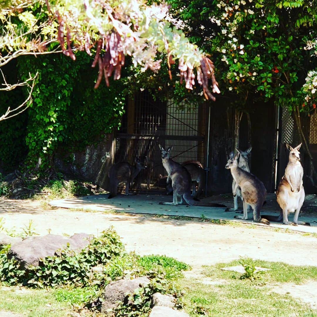 門倉貴史さんのインスタグラム写真 - (門倉貴史Instagram)「家族で横浜の金沢動物園に行ってきました～❗  イエーイ🤓😘イエーイ🤓😘イエーイ🤓😘  コアラがとてつもなく可愛かった❗  #あかちゃんのいる生活  #金沢動物園  #コアラ #キリン #カンガルー」5月4日 16時20分 - takashikadokura