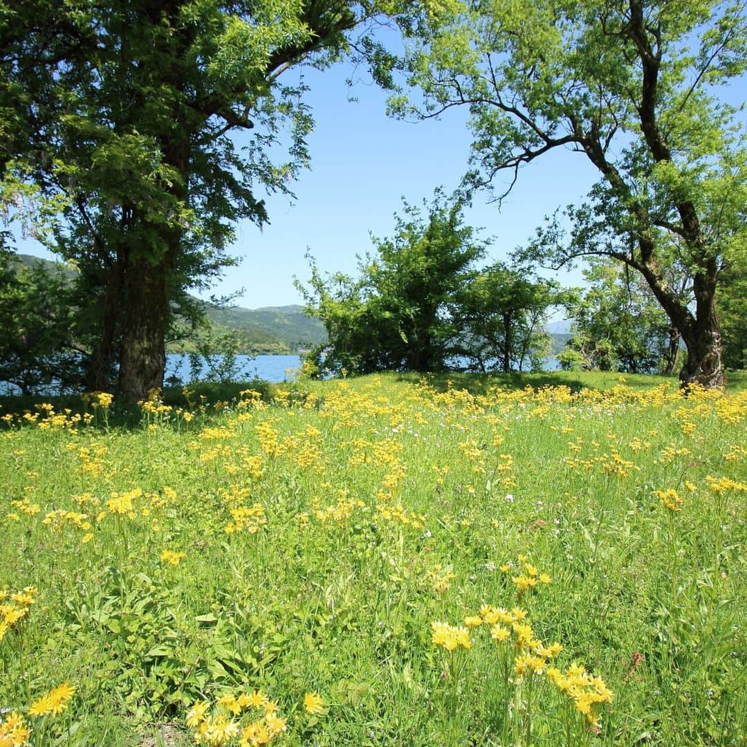 滋賀県長浜市さんのインスタグラム写真 - (滋賀県長浜市Instagram)「余呉湖畔のサワオグルマ。今見頃です。余呉湖は一周6.4kmとハイキング、サイクリング、ジョギングに最適。ゴールデンウィーク後半、余呉湖でリフレッシュはいかがですか。#nagahama#長浜#余呉湖#サワオグルマ#ゴールデンウイーク後半おすすめ#新緑#ハイキング#サイクリング#ジョギング」5月4日 16時21分 - nagahama_city