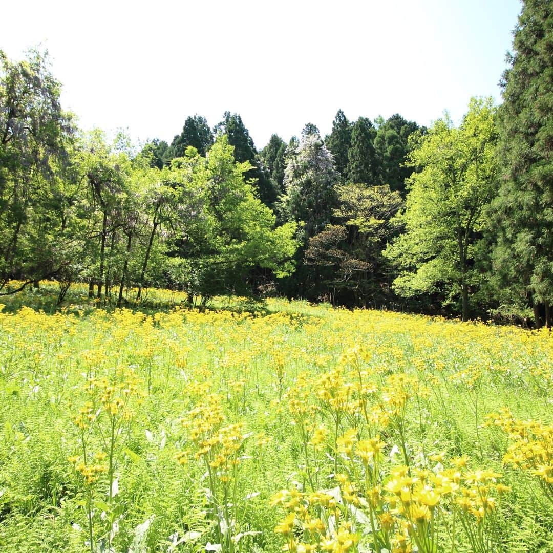 滋賀県長浜市のインスタグラム：「余呉湖畔のサワオグルマ。今見頃です。余呉湖は一周6.4kmとハイキング、サイクリング、ジョギングに最適。ゴールデンウィーク後半、余呉湖でリフレッシュはいかがですか。#nagahama#長浜#余呉湖#サワオグルマ#ゴールデンウイーク後半おすすめ#新緑#ハイキング#サイクリング#ジョギング」