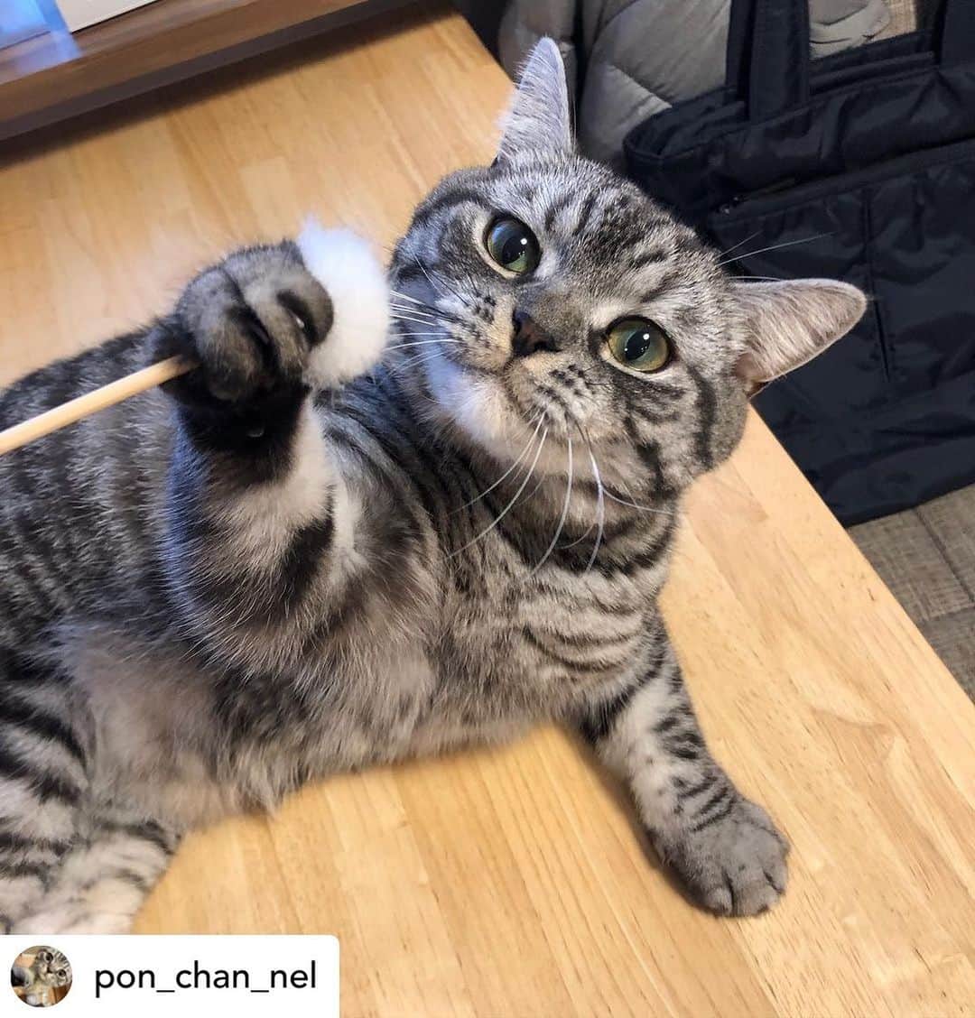 のインスタグラム：「Posted @withregram • @pon_chan_nel さんのぽんちゃん。  耳かきの白いとこ好きなんだって💕  丸くて ぽわぽわ感が ぽんちゃんと似てるよね😁  ハッシュタグ #いぬのきもち #ねこのきもち に投稿いただいた可愛い写真をご紹介しています！ 「いぬのきもちWEB　MAGAZINE」、「ねこのきもちWEB MAGAZINE」でもご紹介させていただくことも！  -------------------  .  #ねこ #猫  #ねこすたぐらむ #ねこのきもち #ねこ好き #ねこと暮らす #ねこ好きさんと繋がりたい #猫好きな人と繋がりたい #猫がいる生活 #猫と暮らす#猫好き #cat #catstagram #catsofinstagram #cats_of_instagram  #スコティッシュフォールド」