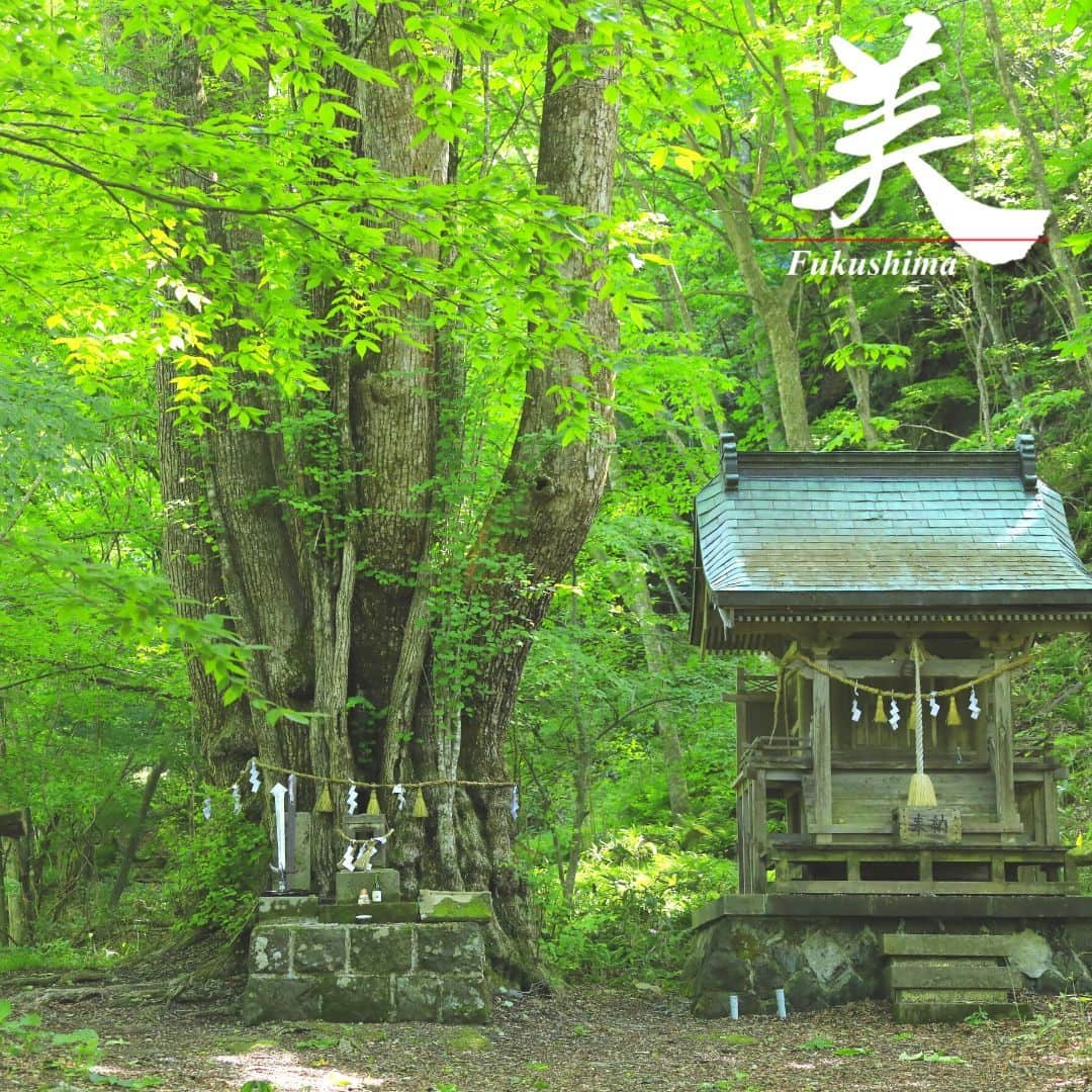 福島県さんのインスタグラム写真 - (福島県Instagram)「【剣桂（けんかつら）（西郷村）】  阿武隈川のほとりにある新甲子（しんかし）遊歩道。3.8kmのコース沿いにたたずむカツラの大木は、推定樹齢約370年、高さ30m以上、幹の周囲は10m近くあります。  江戸時代、「鬼神が現れて路行く人々を苦しめたので､松平定信公が剣をもって桂の大木に封じ込めた」という伝説が残り、剣桂と呼ばれています。  林野庁｢森の巨人たち百選｣にも選定され、すぐそばには、この剣桂を神の依り代として祭る剣桂神社があります。  ※写真は過去に撮影したものです。  #剣桂 #西郷村 #県南地方 #福島県 #nishigovillage #fukushima #RealizeFukushima #NotADreamFukushima #ひとつひとつ実現するふくしま」5月4日 17時00分 - realize_fukushima